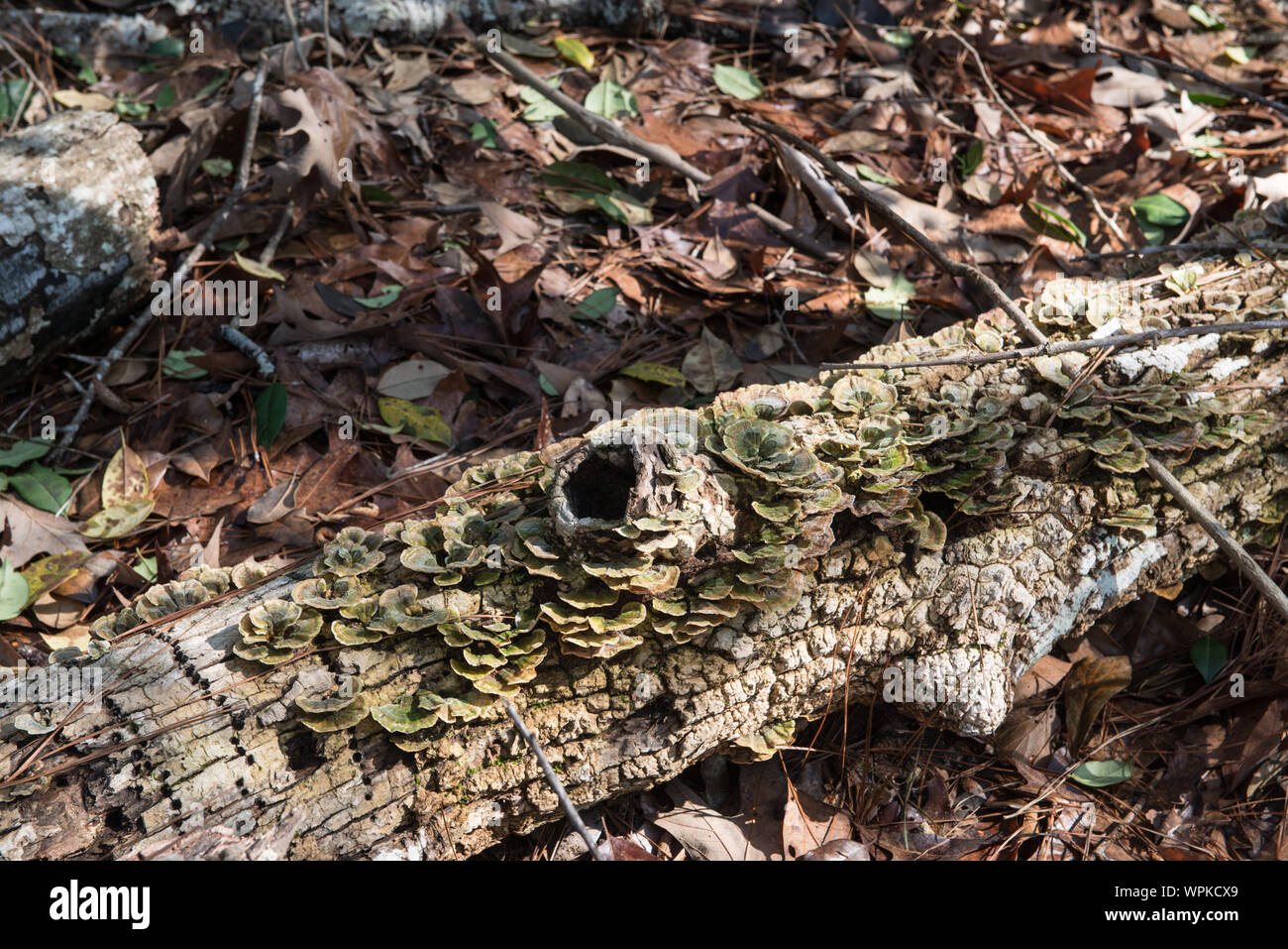 La direction générale de la tombée à Big Thicket National Preserve, une zone de service du parc