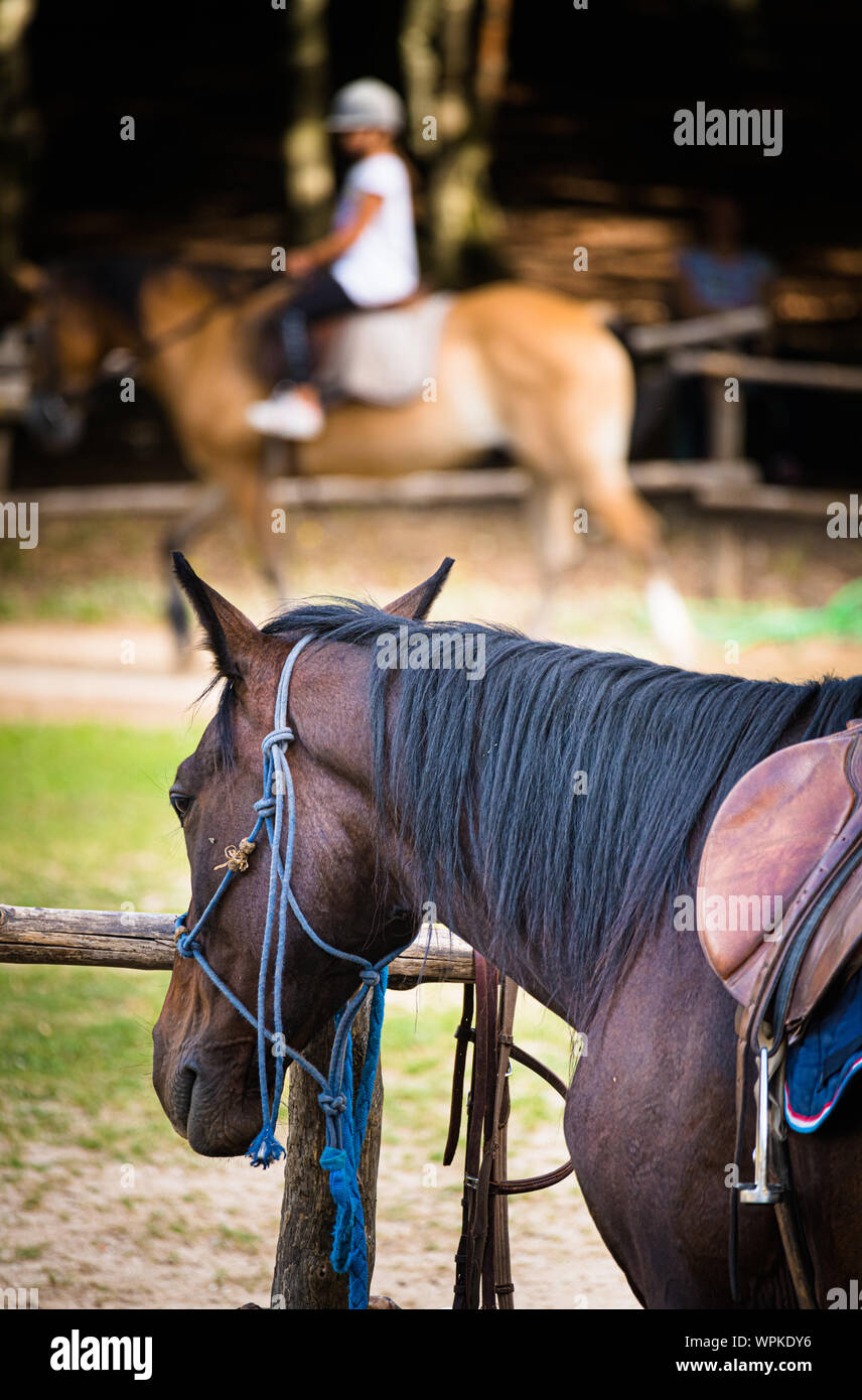 Close up of horse en équitation riding school former les gens en arrière-plan Banque D'Images