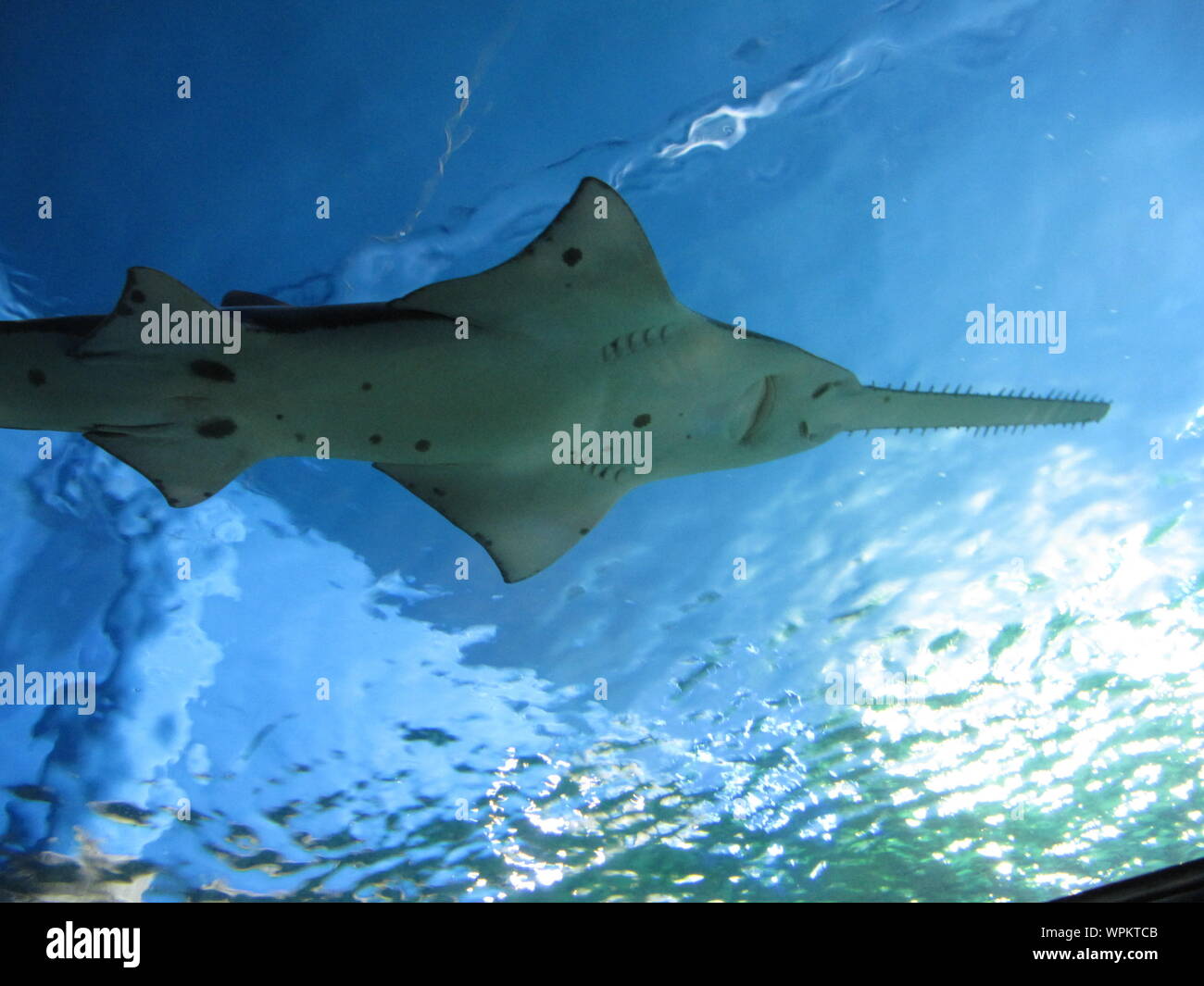 Vue d'un requin-scie à partir de ci-dessous, la famille des Sägehaie (Pristiophoridae) forme une famille de requins, qui à son tour se compose de deux genres, Pliotrema Banque D'Images