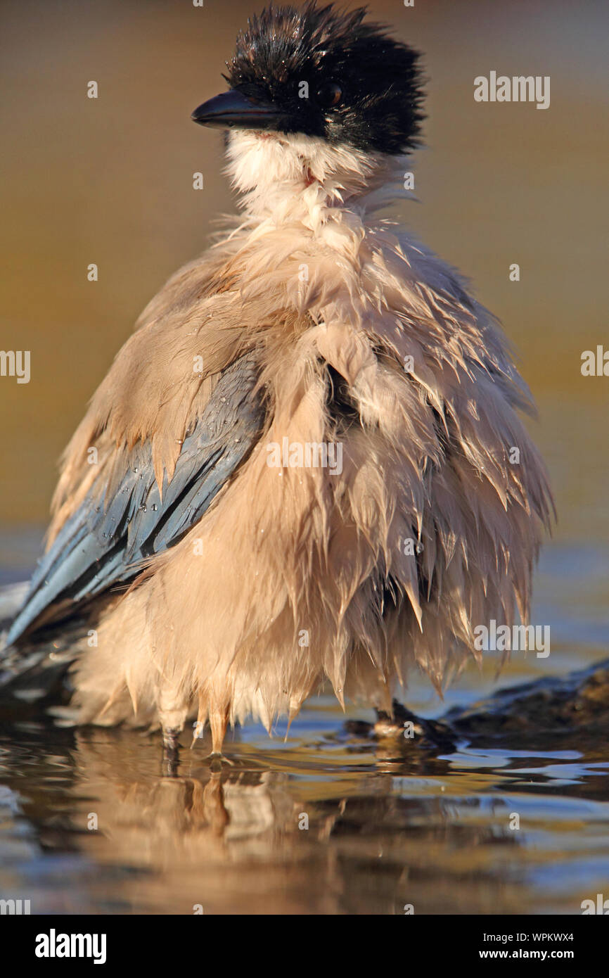Cyanopica cyanus Banque D'Images