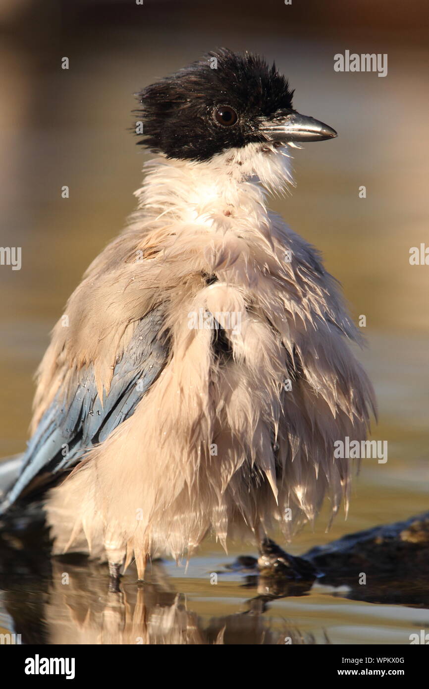 Cyanopica cyanus Banque D'Images