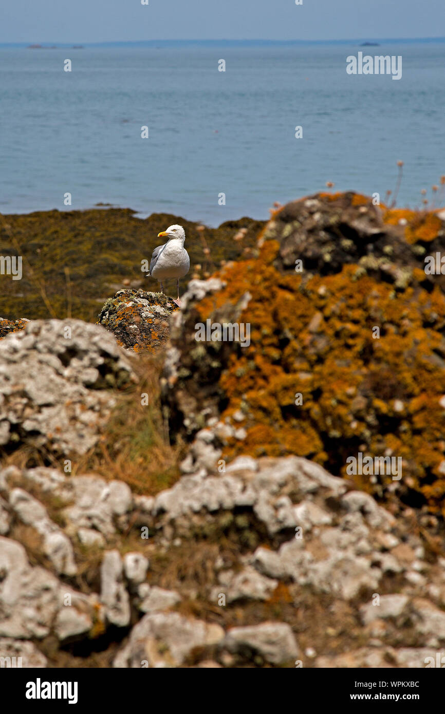 Une mouette sur le rivage à Fliquet Bay, Jersey, Channel Islands. Banque D'Images