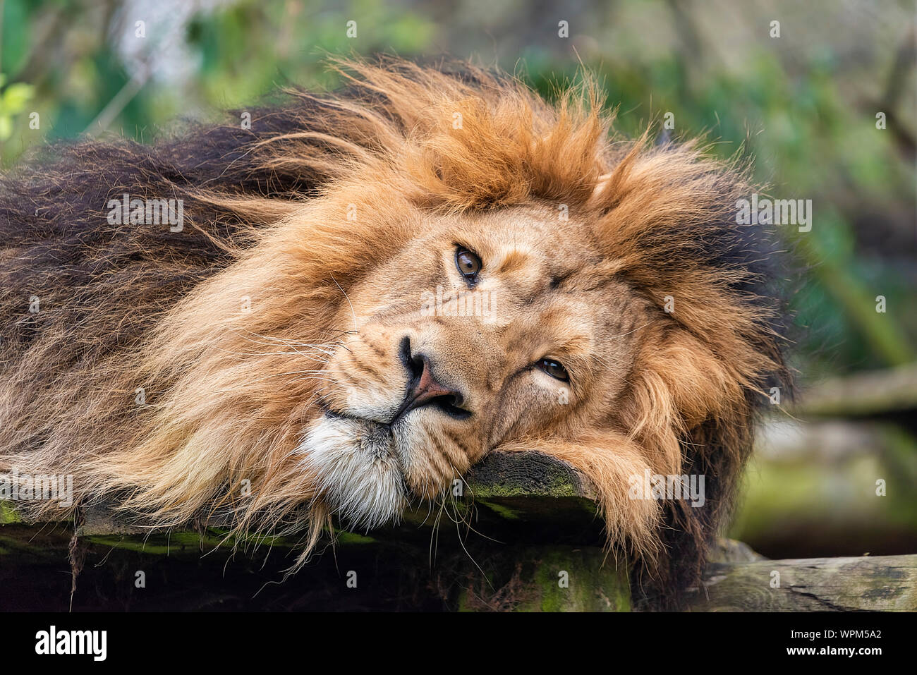 Bristol, Royaume-Uni - Sleepy Lion en captivité Banque D'Images