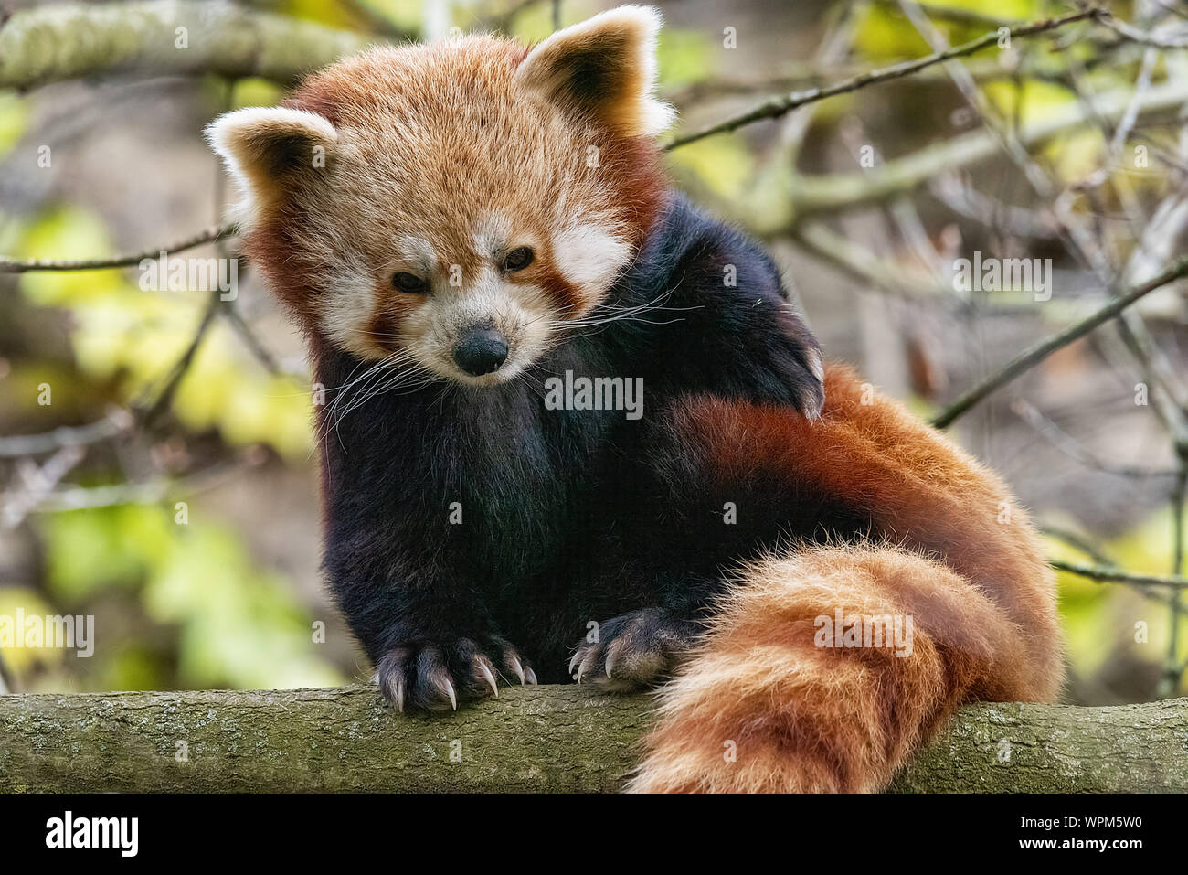 Bristol, Royaume-Uni - Avril 2019 : le panda rouge perché dans un arbre Banque D'Images