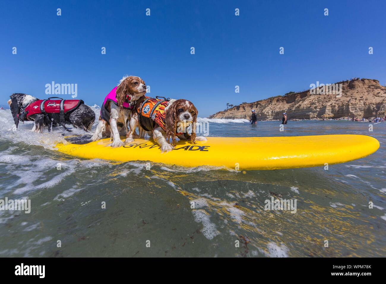 Delmar, CA, USA. Sep 9, 2019. Tout le monde a un bon moment, lorsque les chiens aller à la plage dans Delmar.Le Chien de Surf Surf-A-Thon fundraiser à Del Mar Helen Woodward Animal Center permet de recueillir des fonds pour l'orphelin animaux domestiques.Le Chien de Surf Surf-A-Thon a lieu chaque mois de septembre, à Del Mar's Dog Beach, situé dans le comté de San Diego, en Californie. Credit : Daren Fentiman/ZUMA/Alamy Fil Live News Banque D'Images