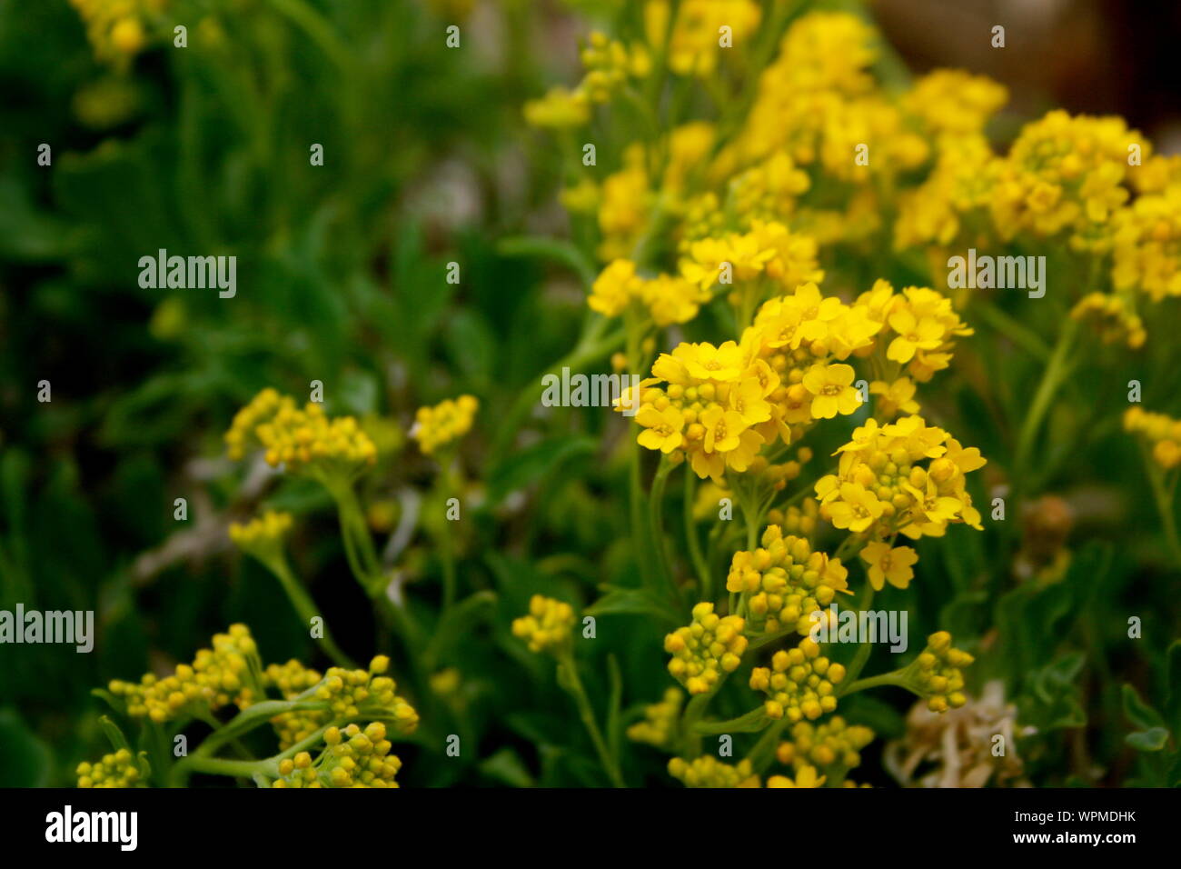 Sweet Alyssum jusqu'fermer Banque D'Images