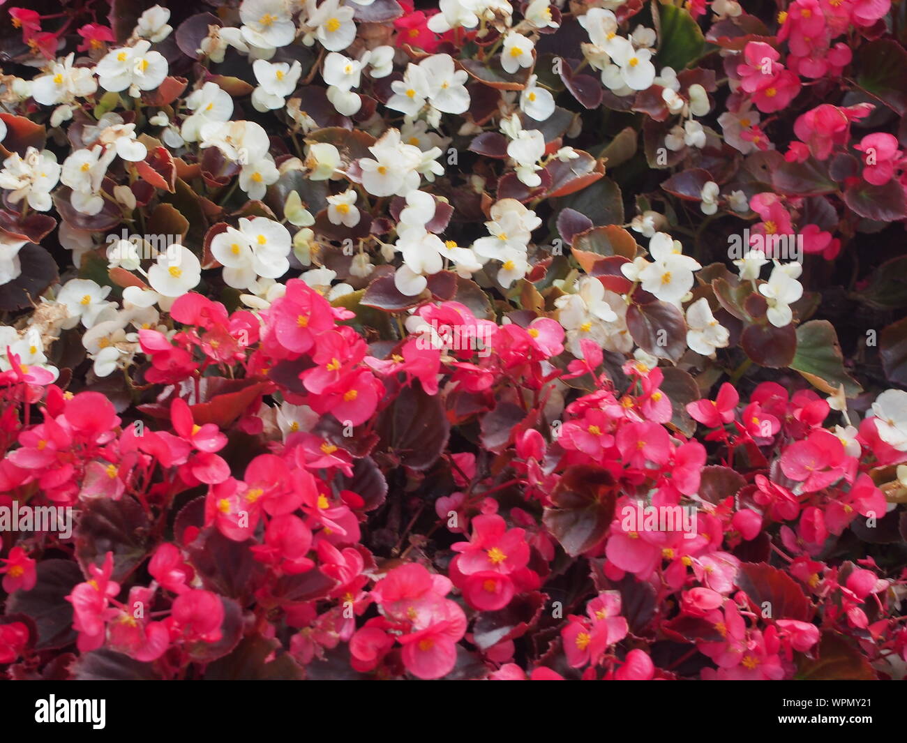 Les boutons de fleurs colorées de Begonia. Faire de la pelouse. La conception de paysage. La floriculture. Banque D'Images
