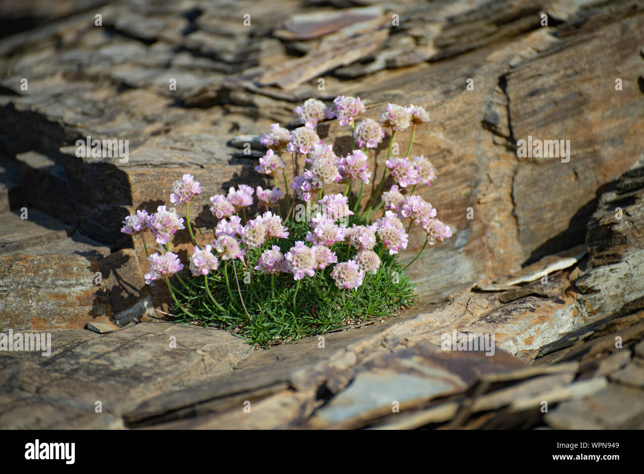 Le thrift de mer a trouvé la croissance sur les falaises d'ardoise de North Cornwall, Angleterre, Royaume-Uni Banque D'Images
