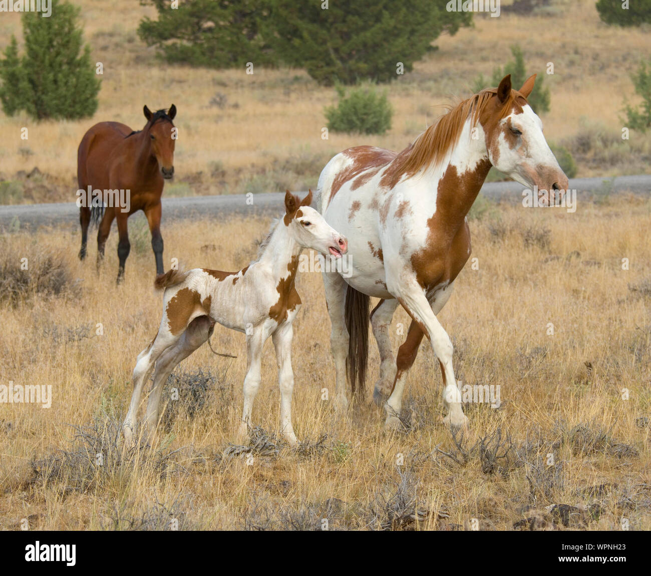Nouveau-né avec les chevaux sauvages dans les montagnes, Steens Frenchglen, ou USA Banque D'Images