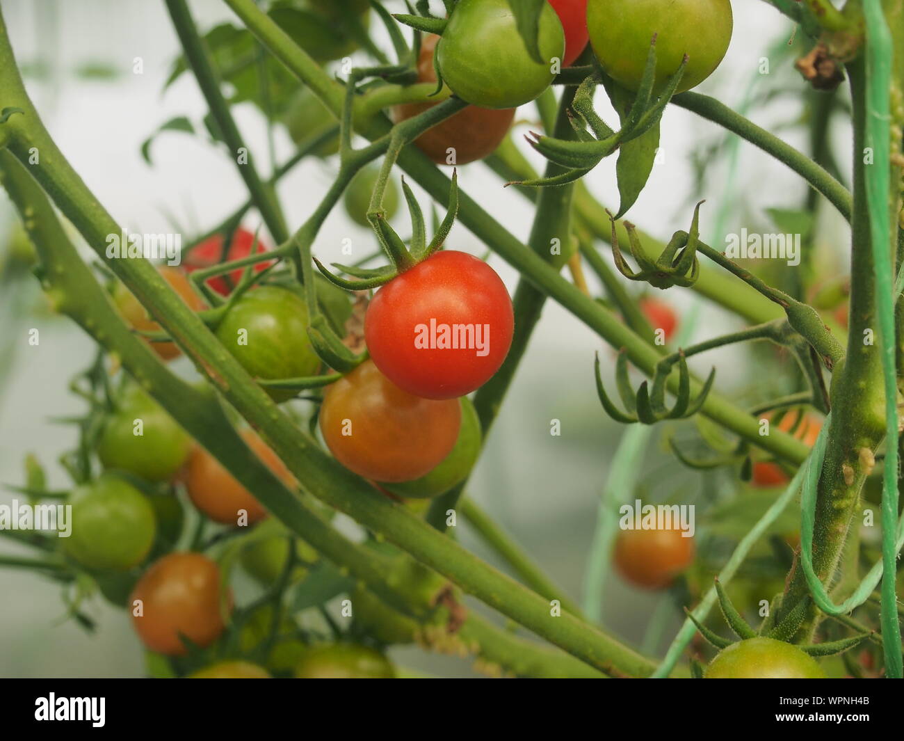 Les tomates poussent sur des buissons dans la serre. Olericulture. L'agriculture. L'agriculture. Banque D'Images