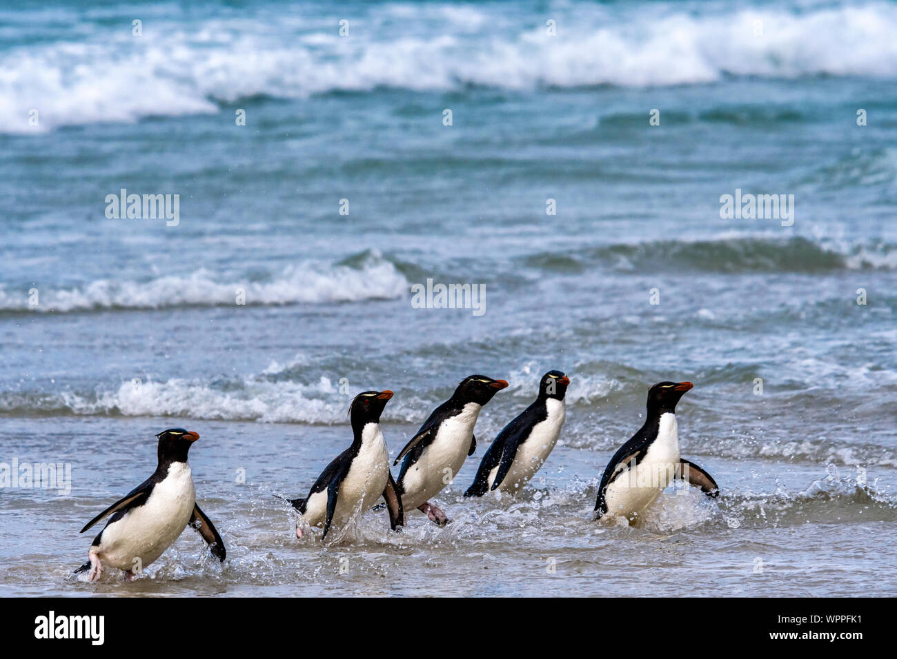 Le sud de gorfous sauteurs, (Eudyptes chrysocome chrysocome), à venir à terre hors de la surf, le cou, Saunders Island, dans les îles Falkland Banque D'Images