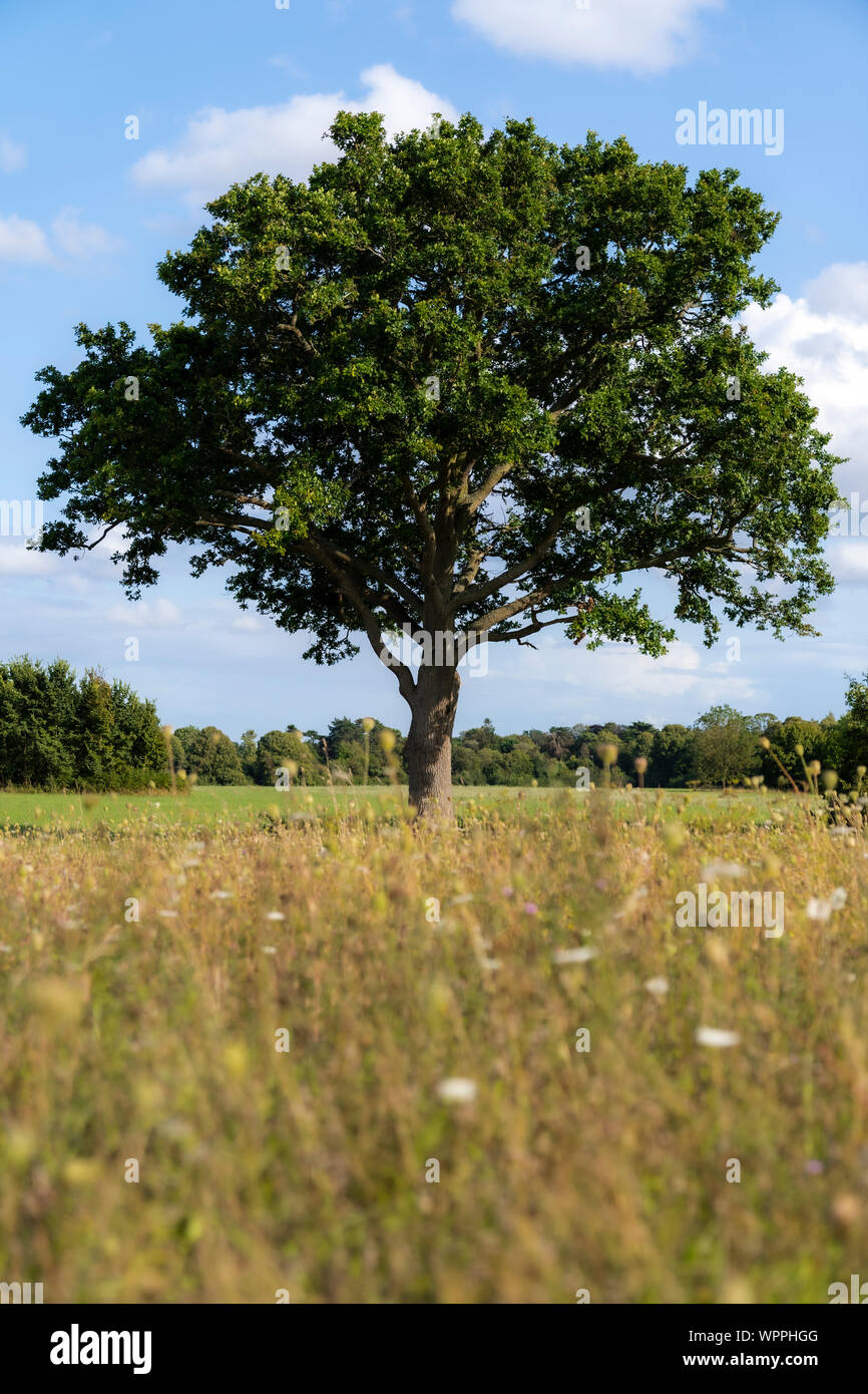 Paysage Banque D'Images