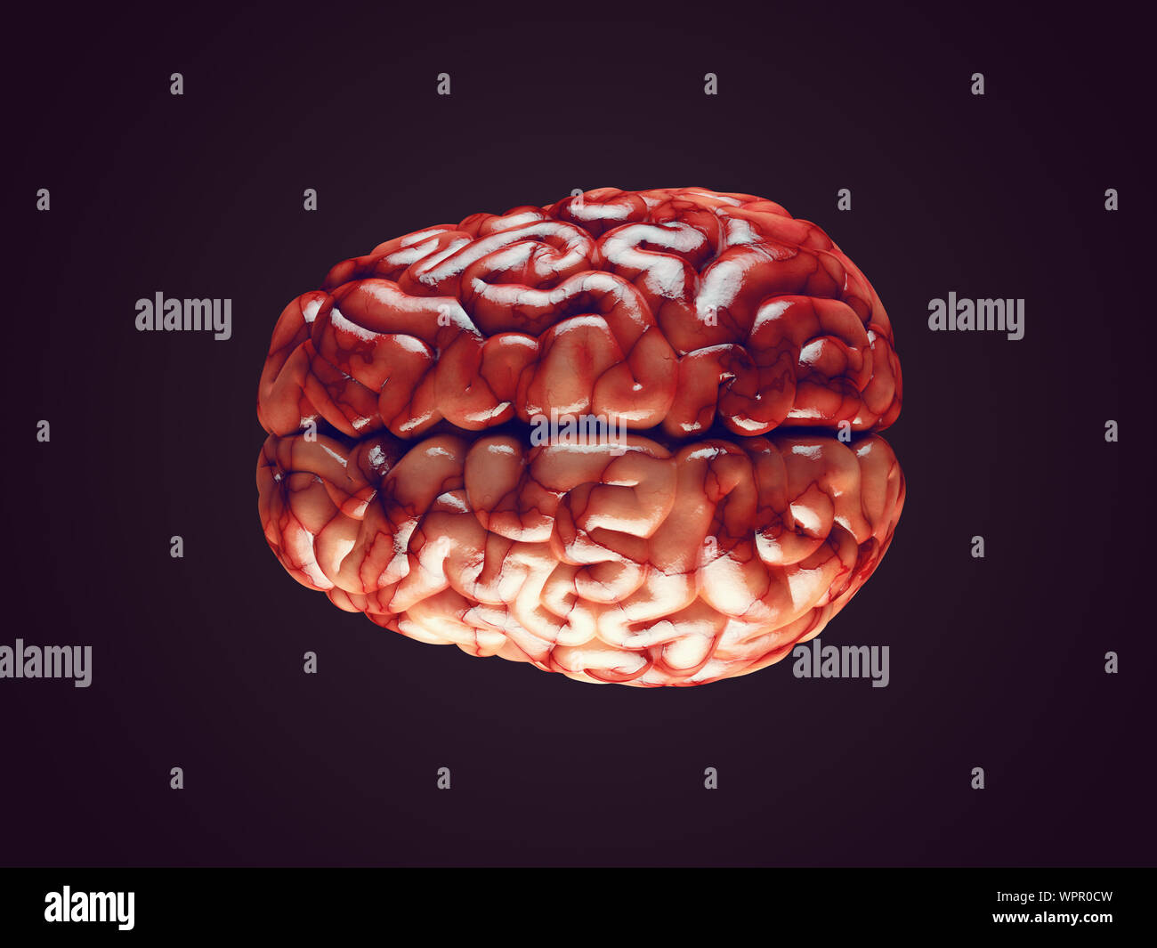 Illustration 3D réaliste du cerveau humain avec les vaisseaux sanguins isolés Banque D'Images