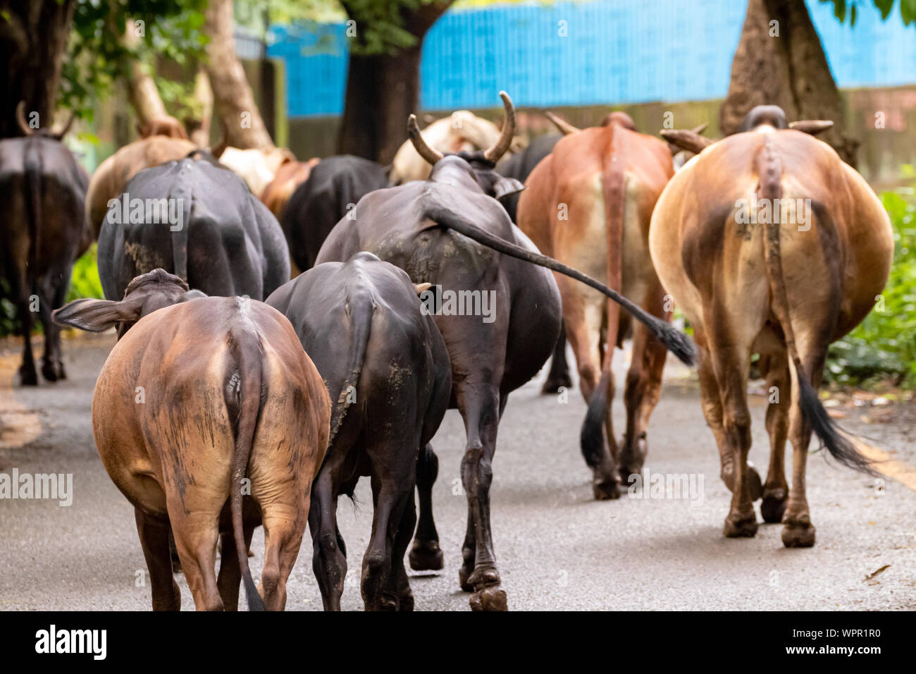 Troupeau de vaches indiennes dans les rues de la ville de Mumbai Banque D'Images