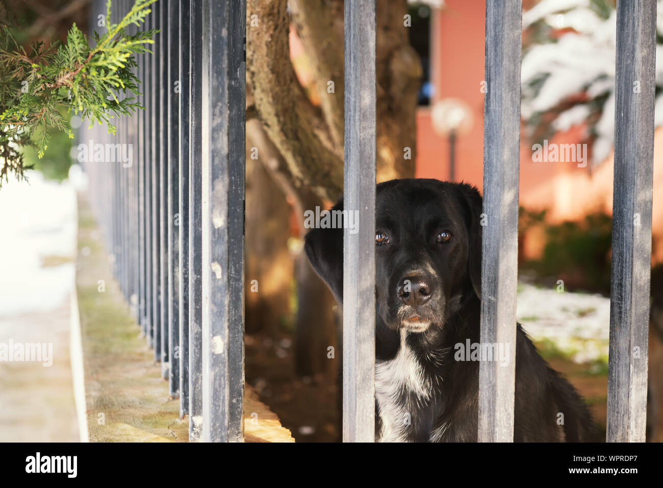 Un vieux chien bâtard noir ressemble tristement à travers la grille Banque D'Images