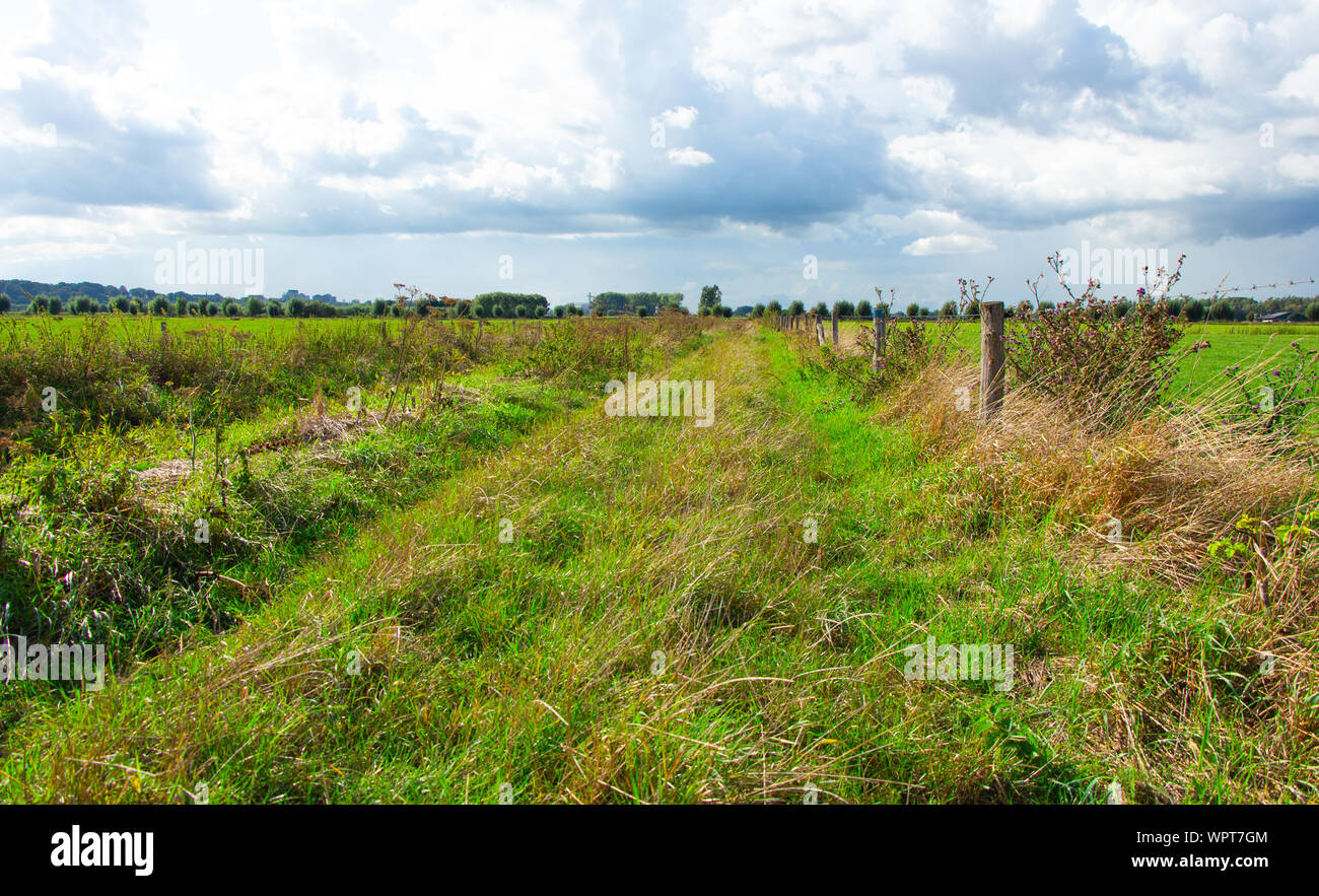 Envahis par les chemin entre deux paysages néerlandais dans l'Ooijpolder en Gueldre, Pays-Bas Banque D'Images