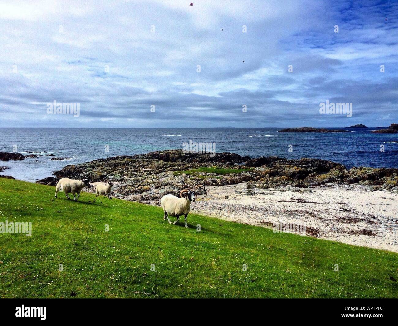 Moutons en mer Banque de photographies et d’images à haute résolution Alamy