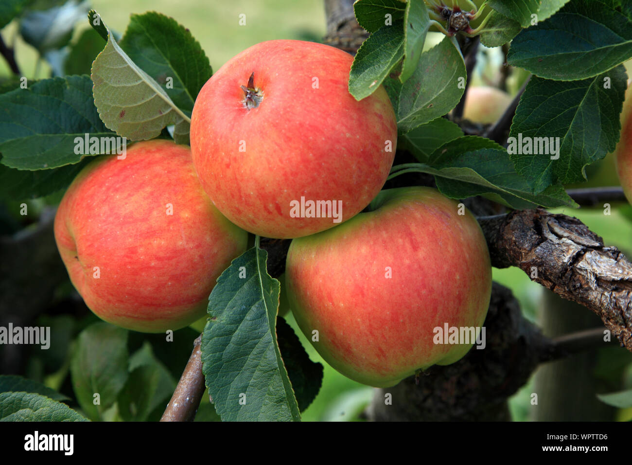 'Apple' James Grieve, pommes, growing on tree, du nom de variété, d'une saine alimentation, Malus domestica Banque D'Images