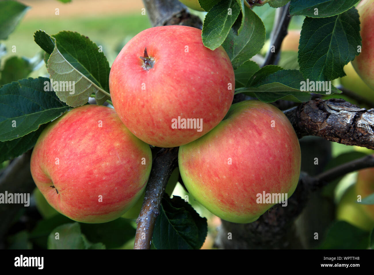 'Apple' James Grieve, pommes, growing on tree, du nom de variété, d'une saine alimentation, Malus domestica Banque D'Images