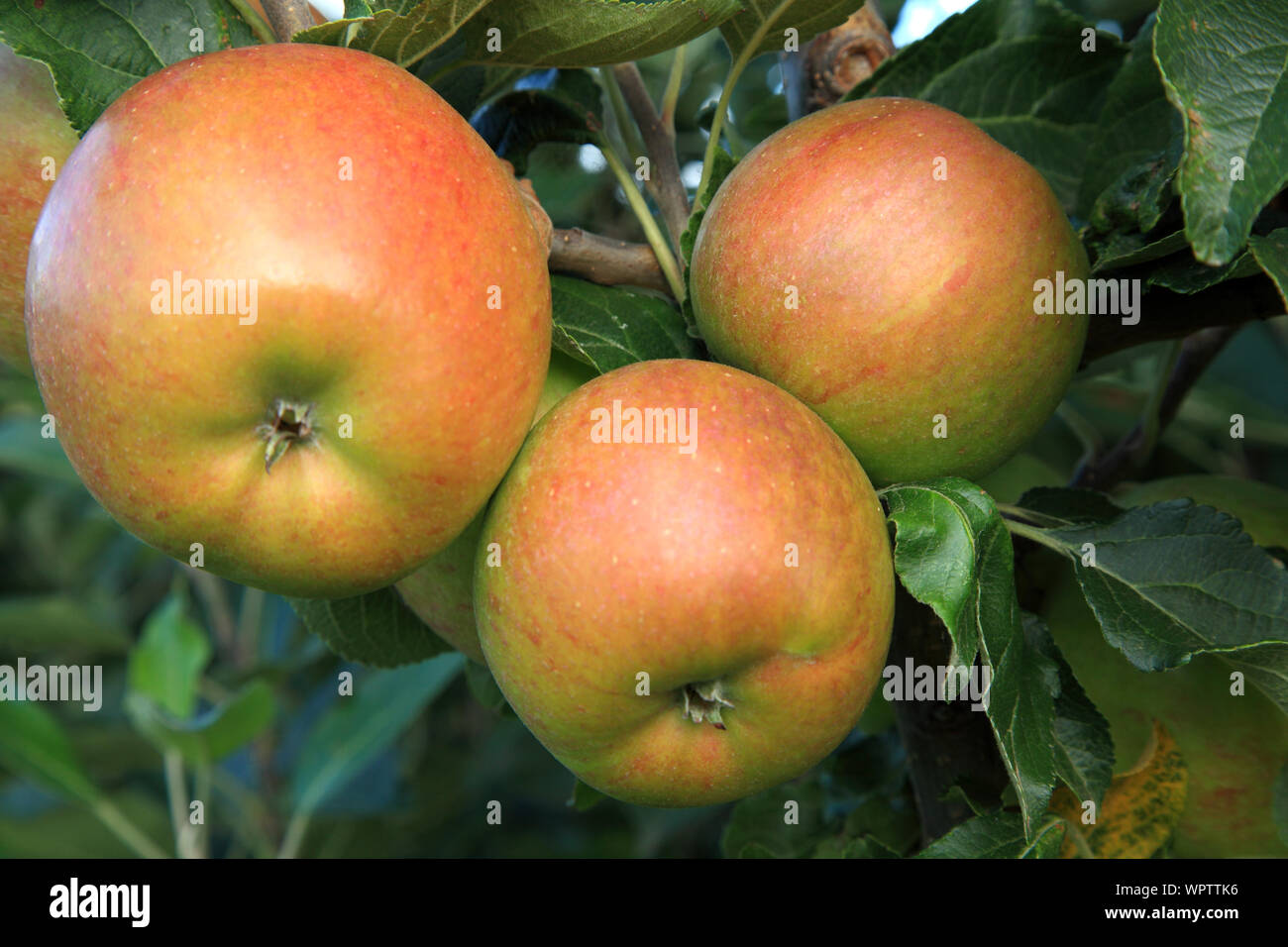 'Apple' James Grieve, pommes, growing on tree, du nom de variété, d'une saine alimentation, Malus domestica Banque D'Images