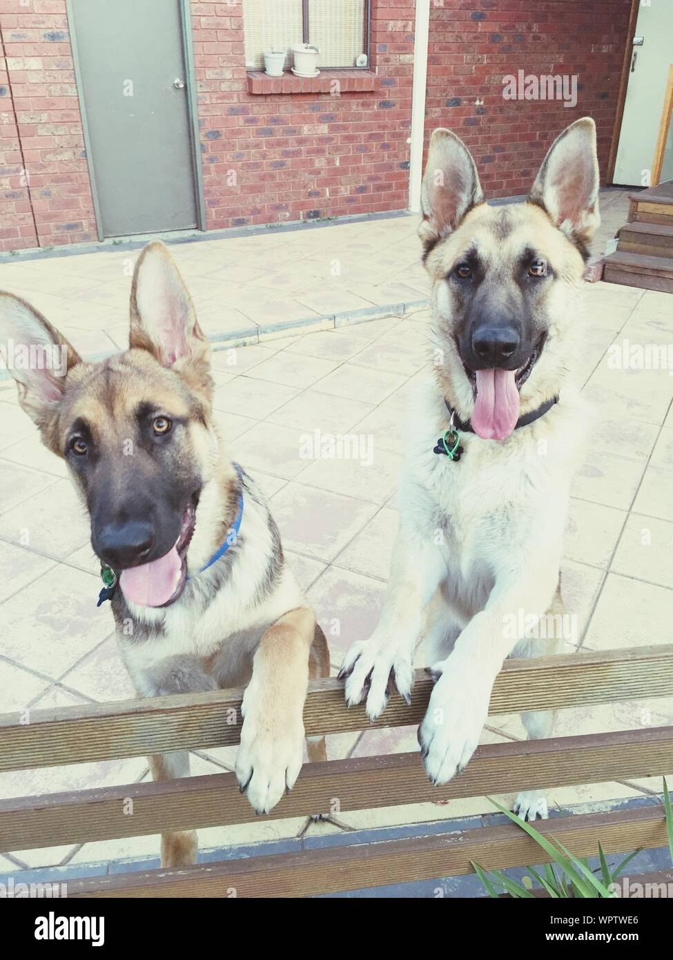 Portrait De Lélevage De Chiens De Berger Allemand Jusquà