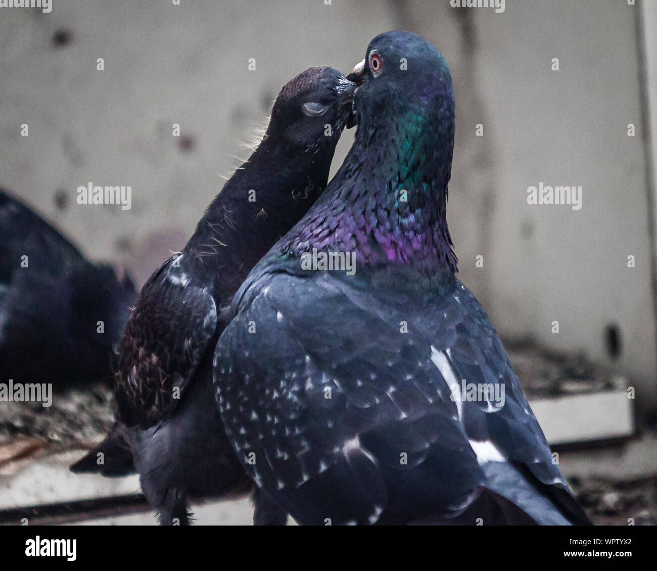 Une mère nourrit son jeune pigeon pigeonneau. Banque D'Images