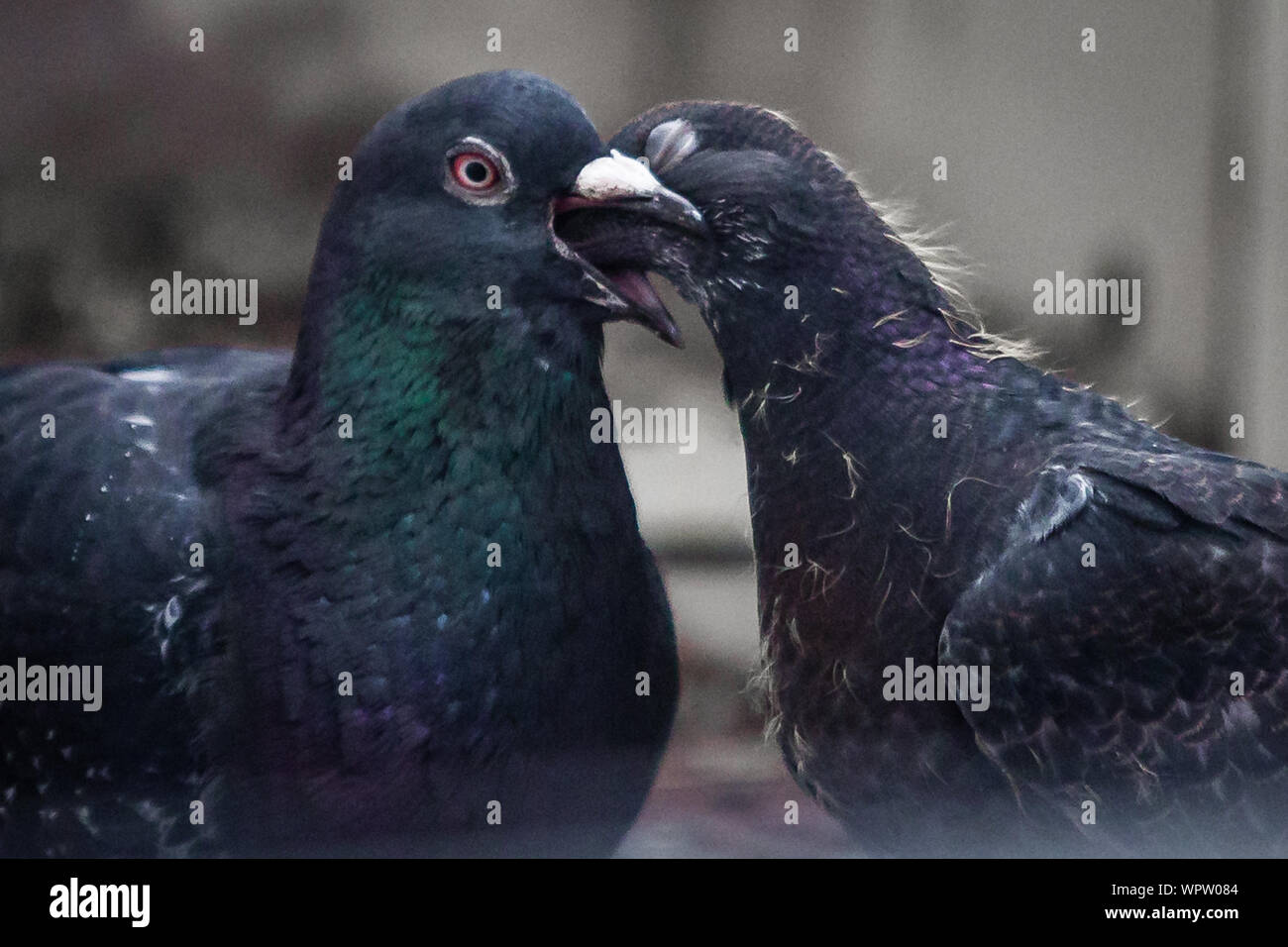 Une mère nourrit son jeune pigeon pigeonneau. Banque D'Images
