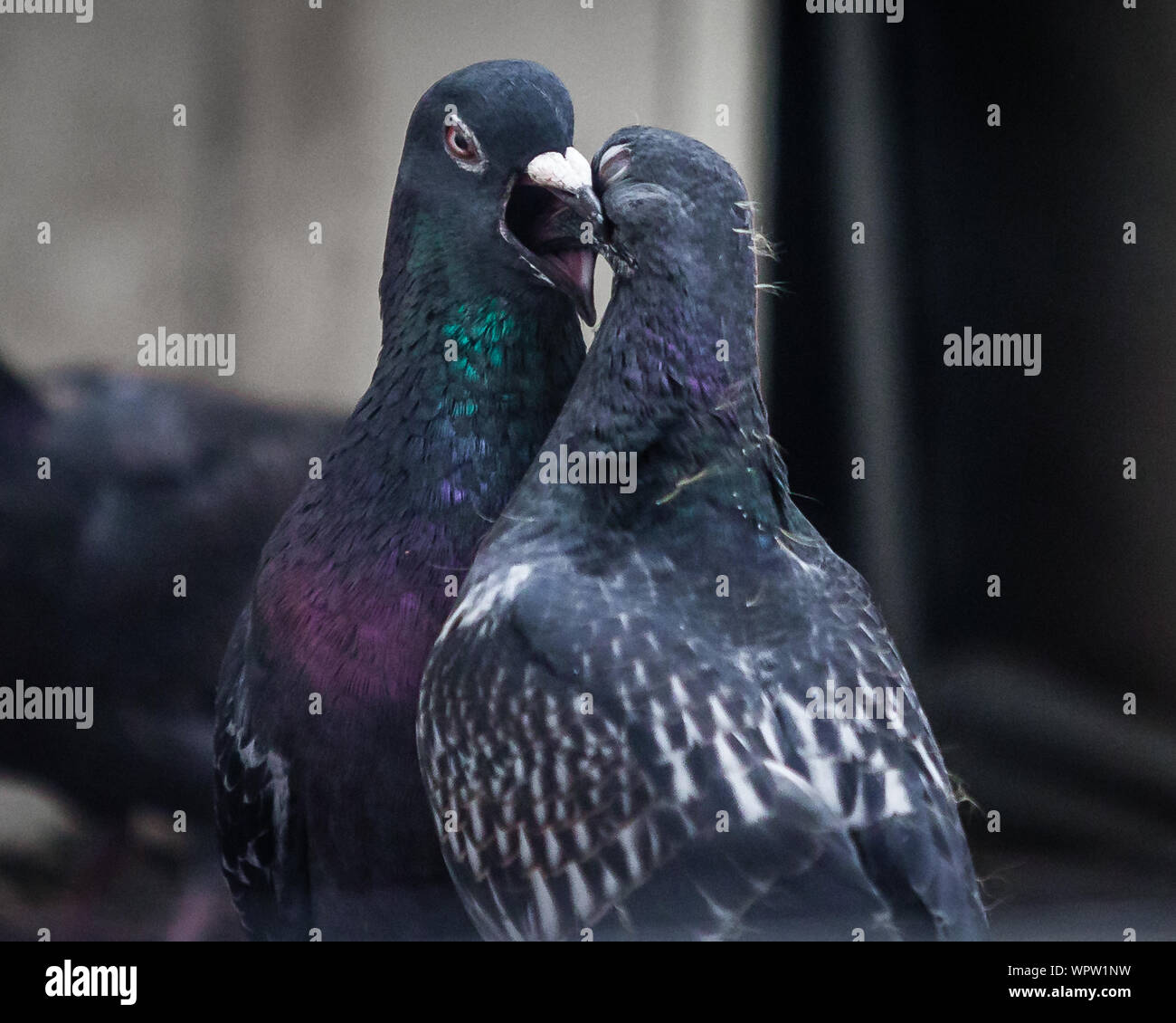 Une mère nourrit son jeune pigeon pigeonneau. Banque D'Images