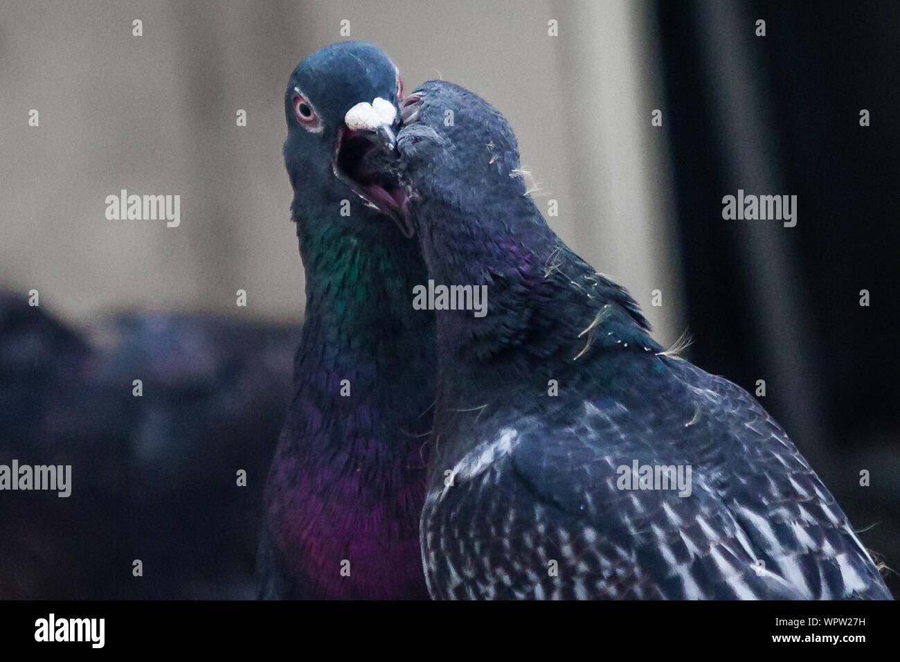 Une mère nourrit son jeune pigeon pigeonneau. Banque D'Images