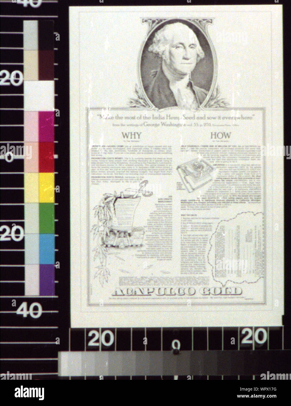 Tirer le meilleur de l'Inde les graines de chanvre et de semer partout Banque D'Images