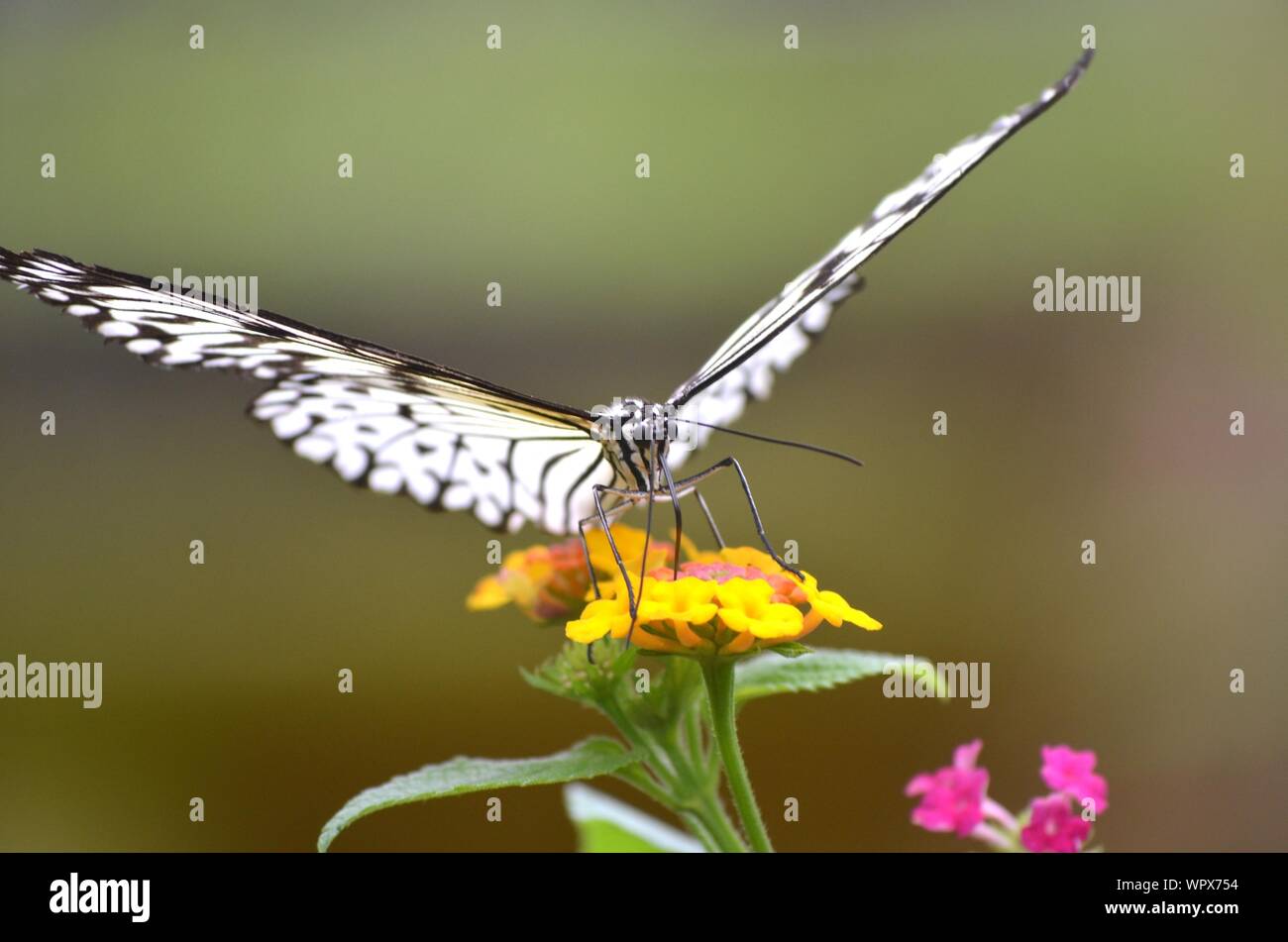 Gros plan d'un papillon blanc assis sur une fleur jaune avec un arrière-plan flou Banque D'Images