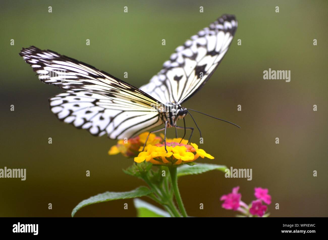 Gros plan d'un papillon blanc sur une fleur jaune avec un arrière-plan flou Banque D'Images