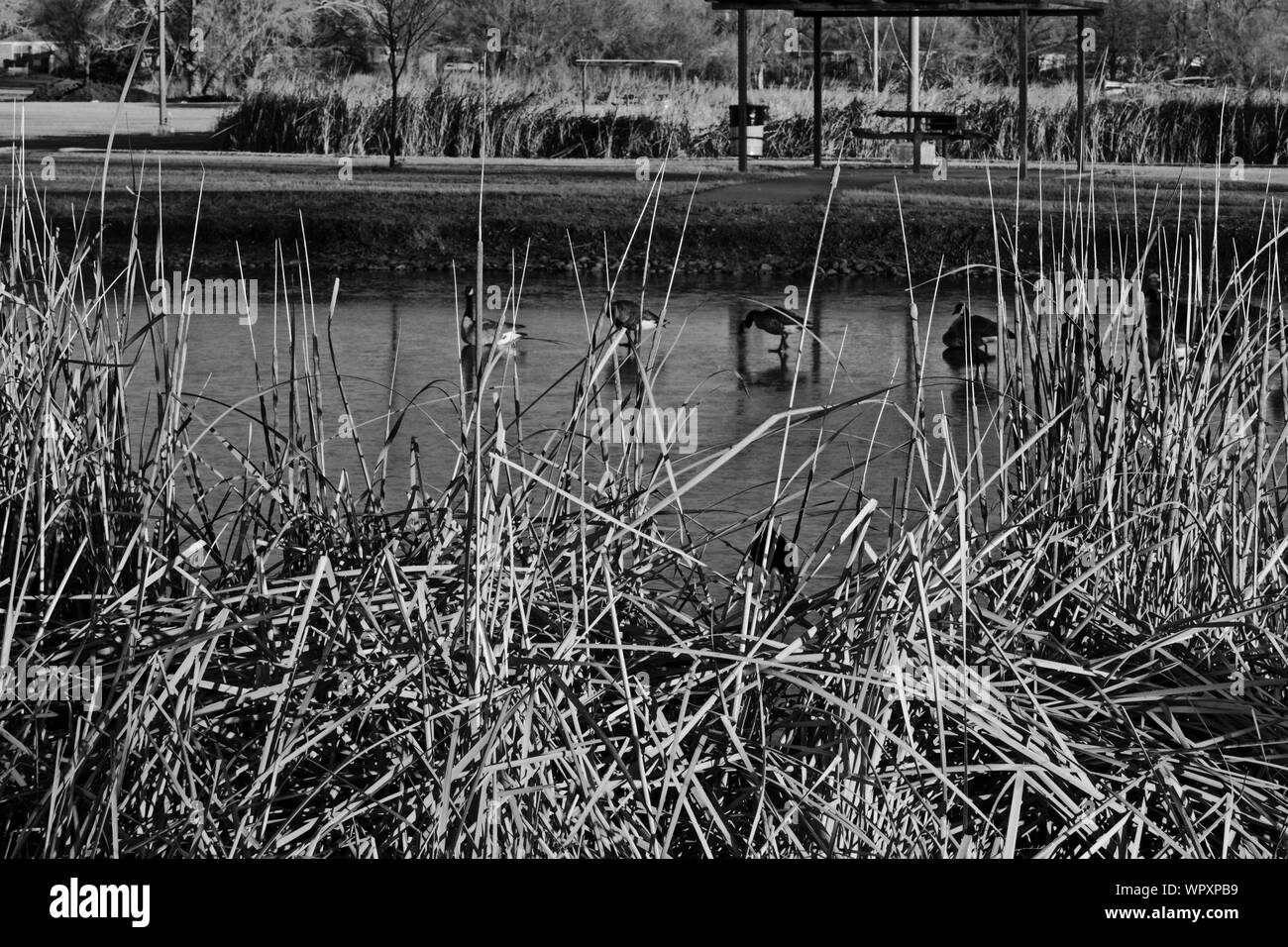 Les troupeaux d'oies sauvages du Canada, surtout l'hiver à Lindsey Park Public Fishing Lake, Canyon, Texas. Banque D'Images