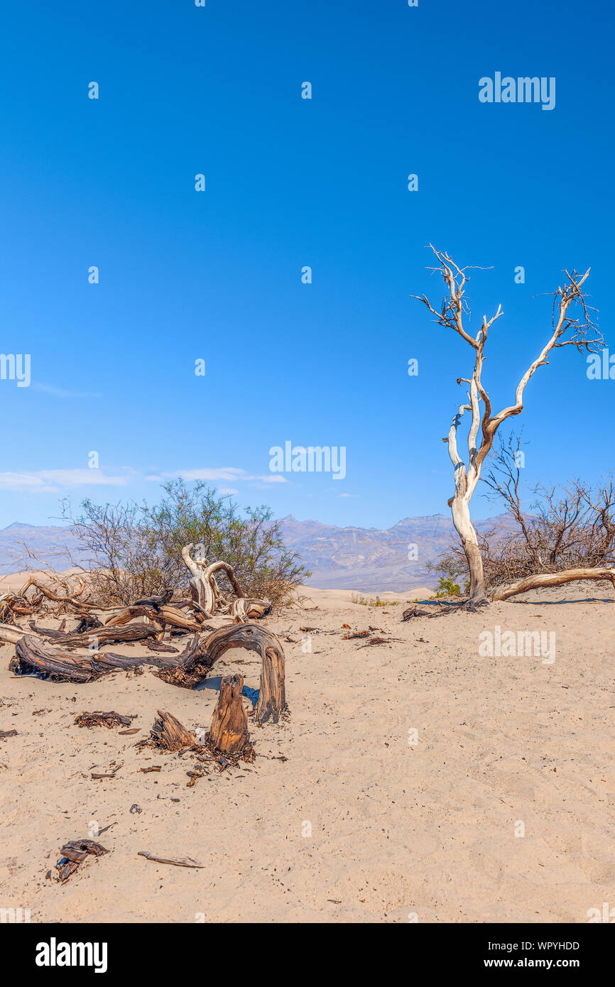 Les arbres morts à Mesquite Flat Sand Dunes in Death Valley National Park. La Californie. USA Banque D'Images