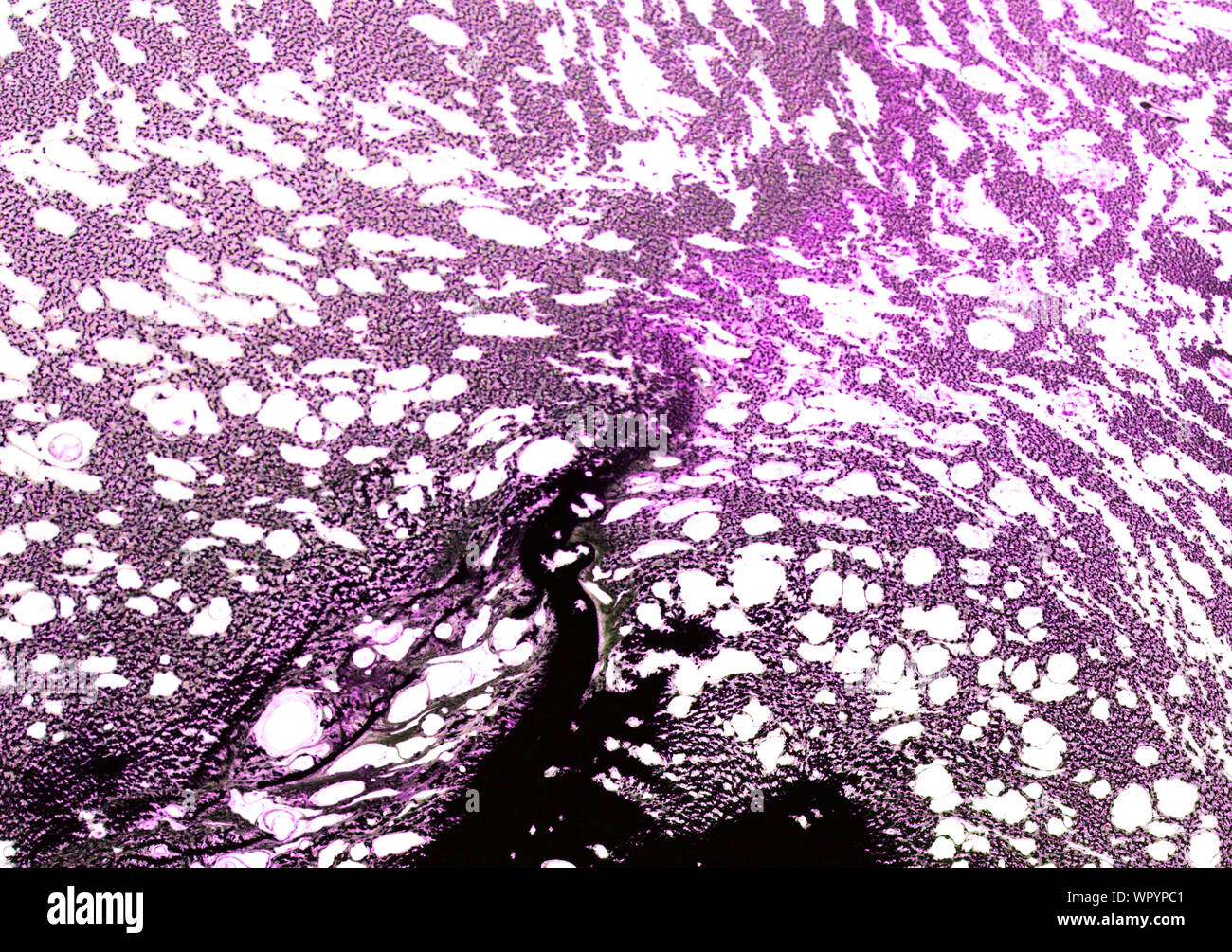 Gris rose abstrait art vintage grunge texture approximative d'encre peinture effet splash illustration design background Banque D'Images