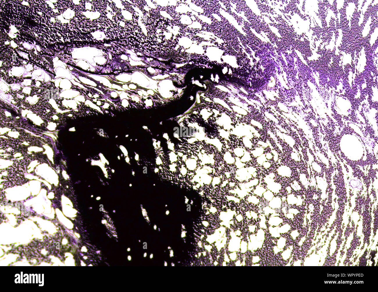 Gris rose abstrait art vintage grunge texture approximative d'encre peinture effet splash illustration design background Banque D'Images