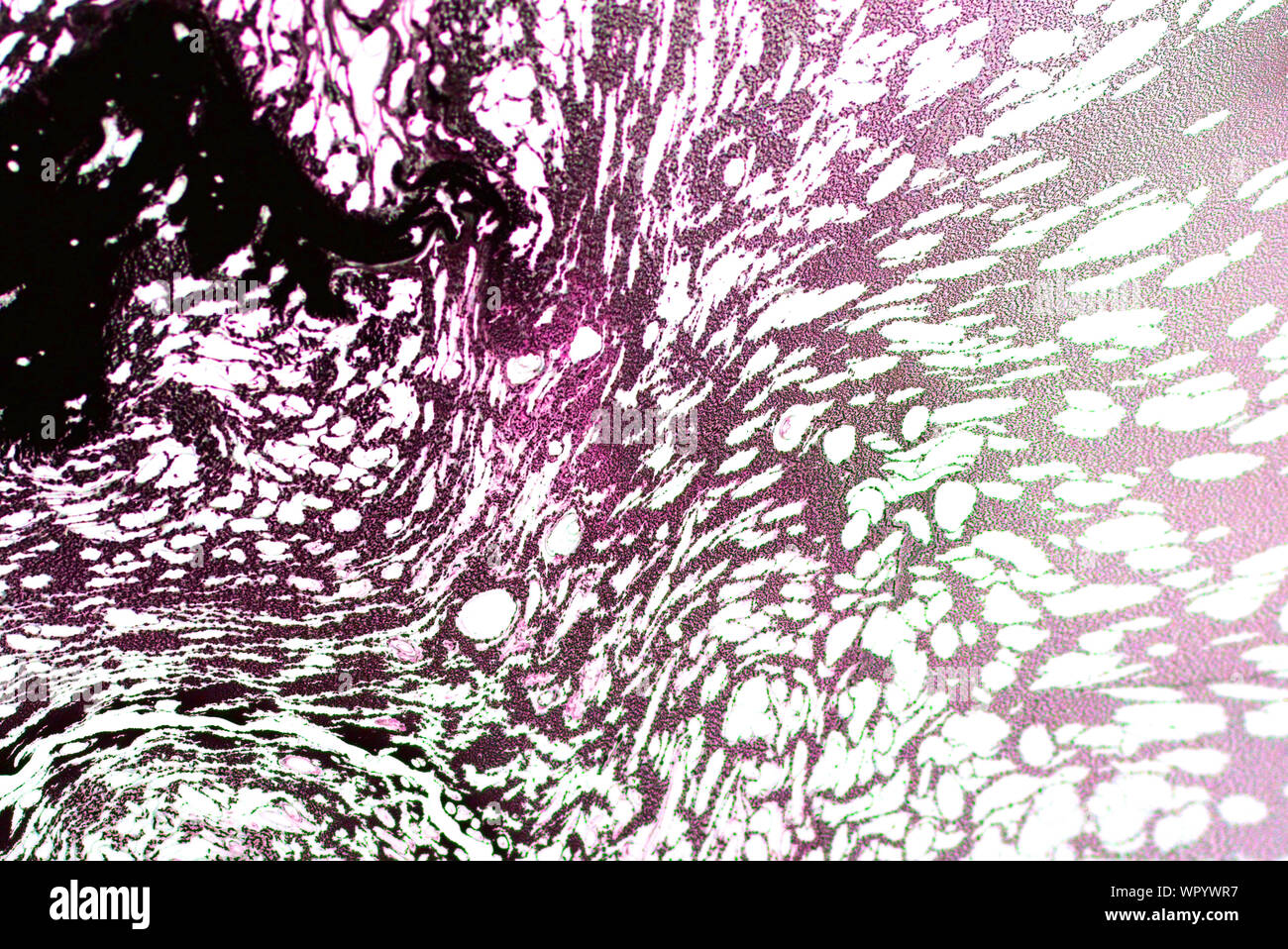 Gris rose abstrait art vintage grunge texture approximative d'encre peinture effet splash illustration design background Banque D'Images