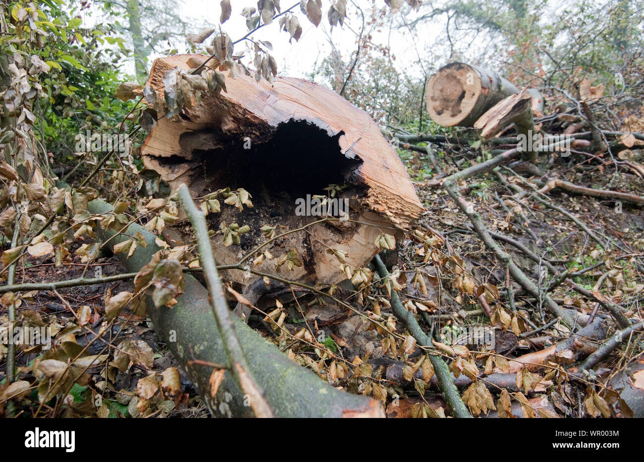 Wolfsburg, Allemagne. 09Th Sep 2019. Un tronc d'arbre se trouve dans la région de la forêt-Hohnstedter. L'extrême sécheresse de l'année précédente et une sécheresse persistante a causé beaucoup de hêtres à mourir. La chute de branches posent des dangers considérables pour les visiteurs. La Niedersächsische Landesforsten est actuellement un grand nombre d'arbres coupe dans Hohnstedter Holz qui sont plus à récupérer. Credit : Julian Stratenschulte/dpa/Alamy Live News Banque D'Images