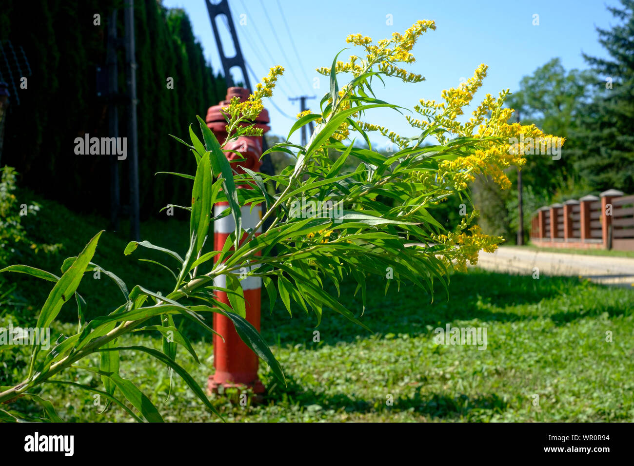 fleur sauvage seigneurie de verge d'or européenne solidago virgaurea zala county hongrie Banque D'Images