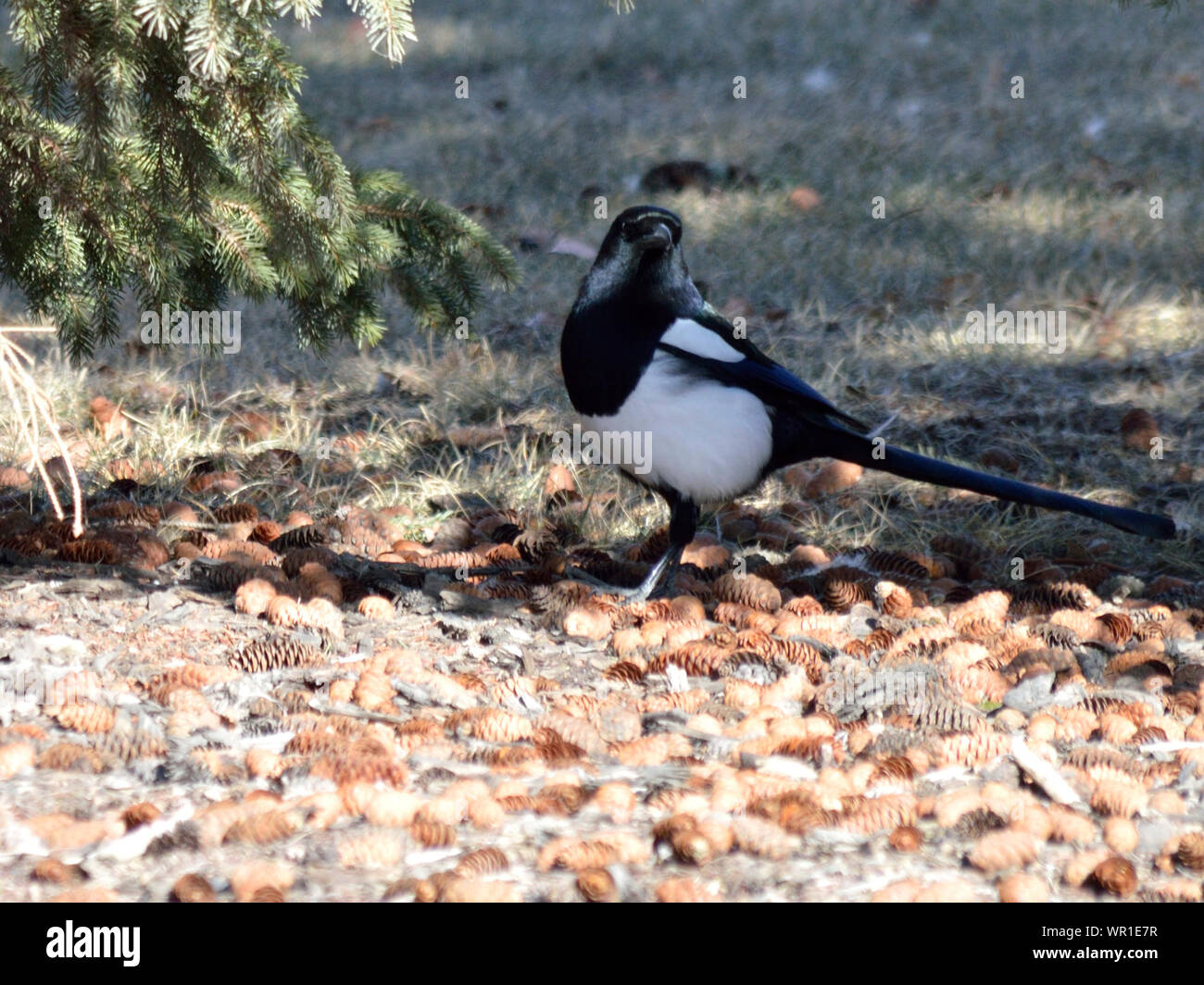Magpie Bird Photos Magpie Bird Images Alamy