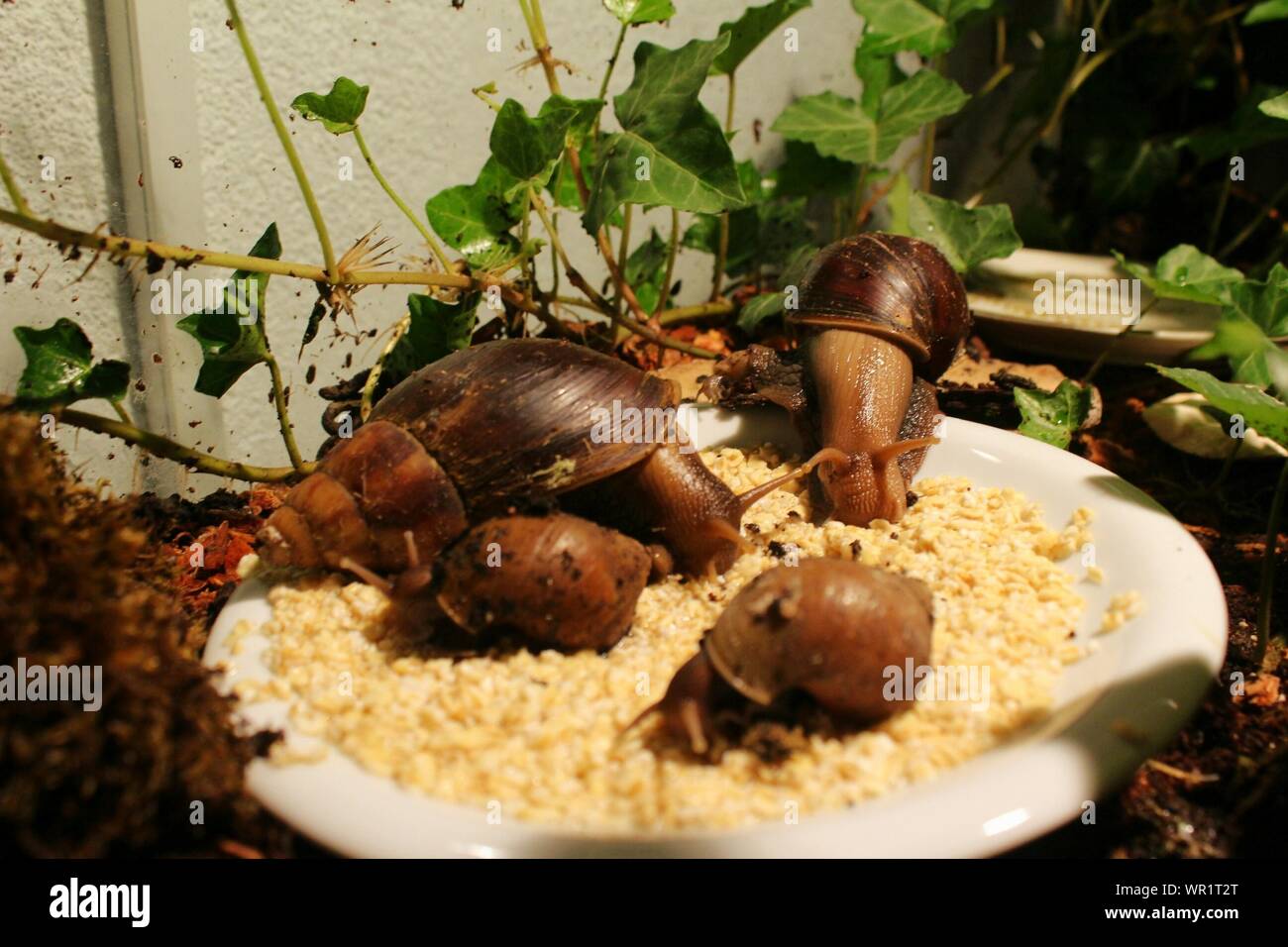 La Nourriture Des Escargots Banque D Image Et Photos Alamy