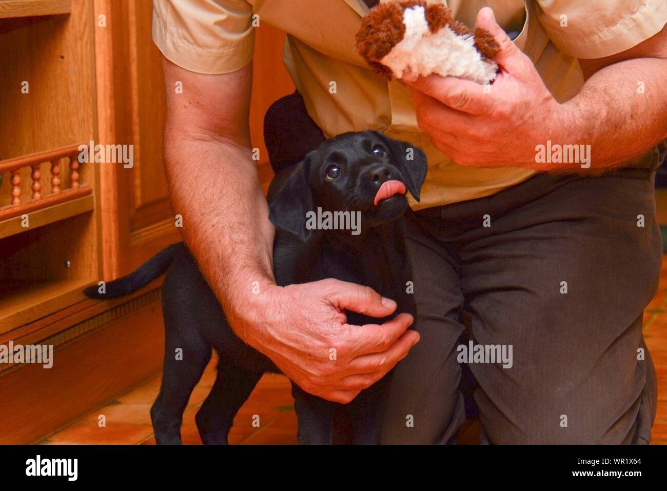 Portrait de l'homme avec Black Labrador Retriever chiot à la maison Banque D'Images