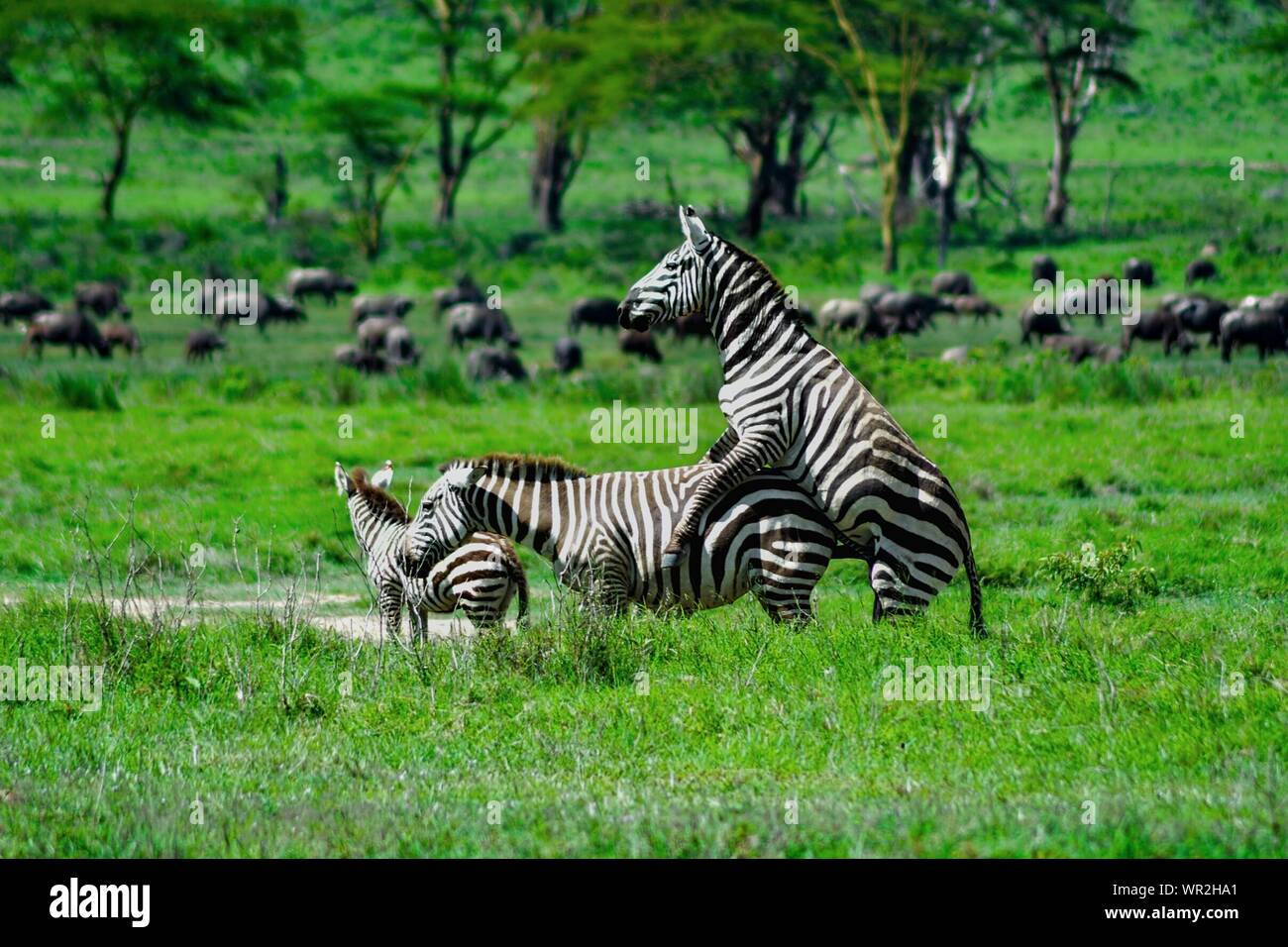 Mating zebra Banque de photographies et d’images à haute résolution Alamy