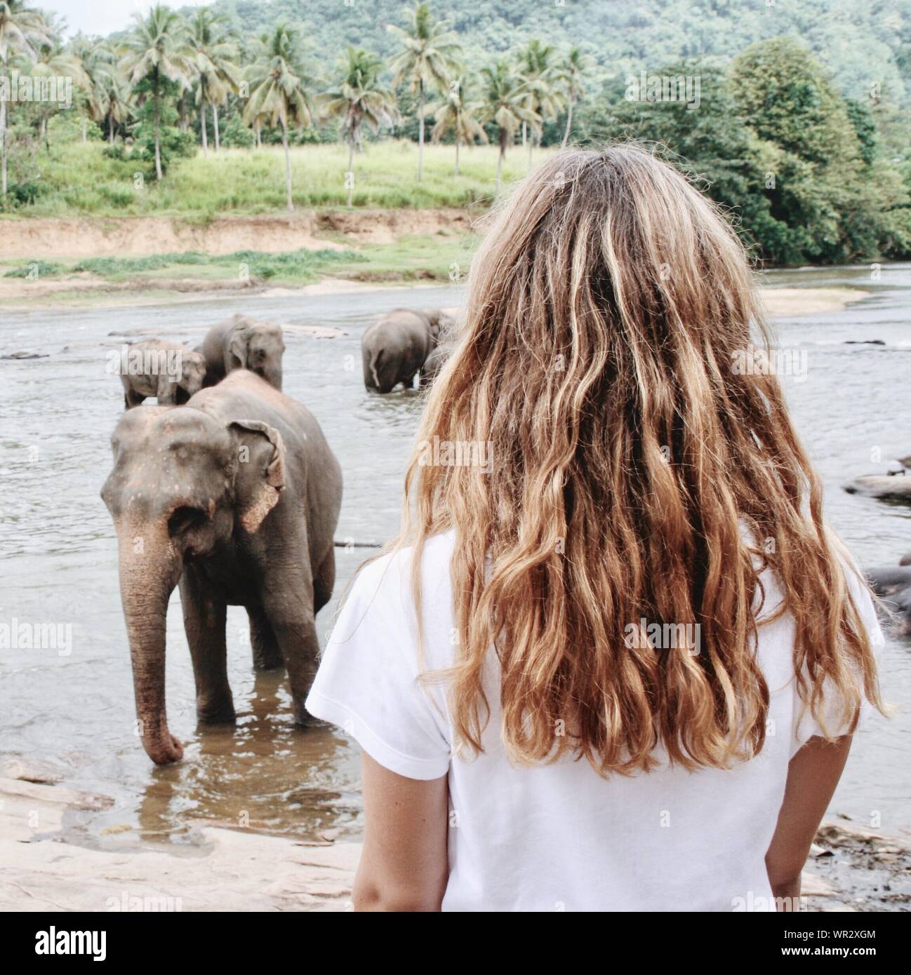 Woman looking at elephants Banque de photographies et d'images à haute  résolution - Alamy