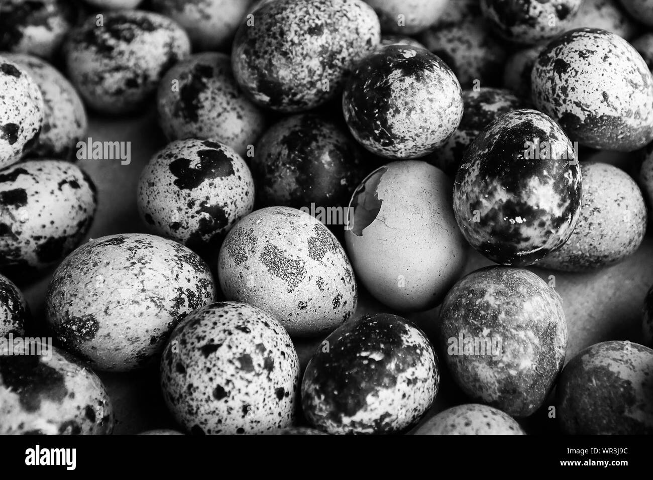 Oeuf Caille Fécondé à Vente En Ligne Oeufs de caille Banque d'images noir et blanc - Alamy