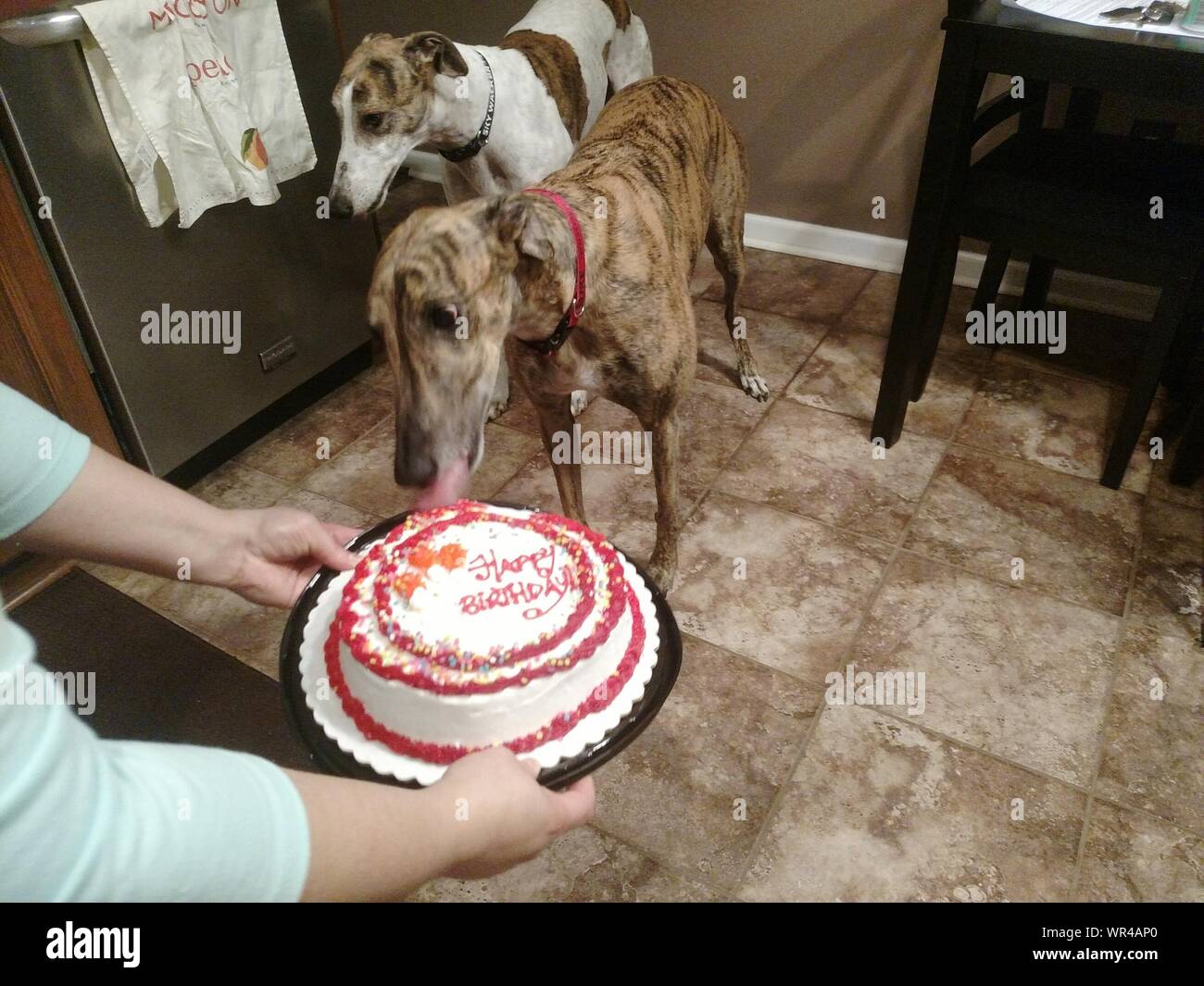 Portrait D Alimentation Proprietaire Du Gateau D Anniversaire Pour Ses Chiens A La Maison Photo Stock Alamy Portrait D Alimentation Proprietaire Du Gateau D Anniversaire Pour Ses Chiens A La Maison Photo Stock Alamy