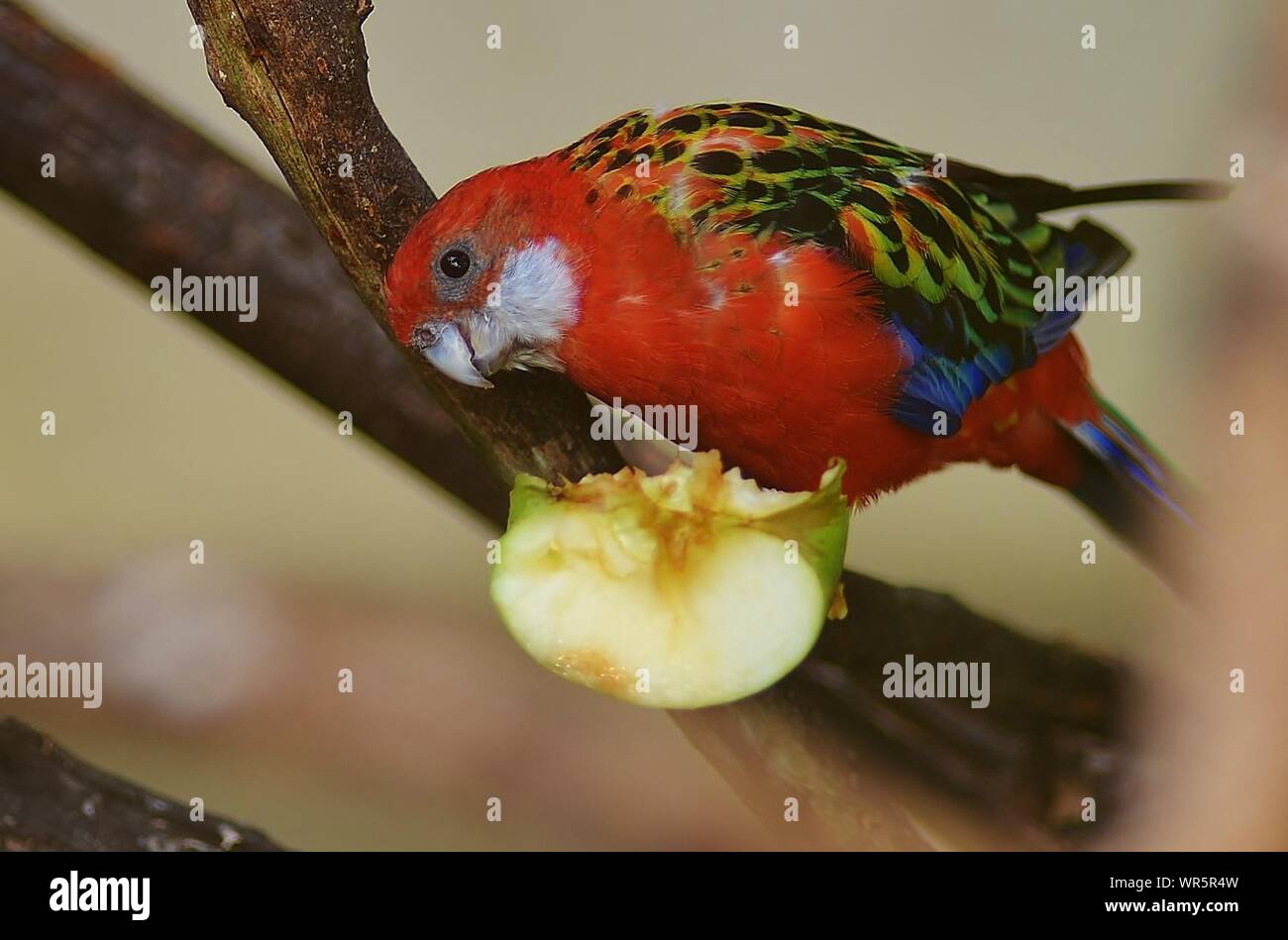 Close-up of Red Nourrir les oiseaux sur Apple Banque D'Images