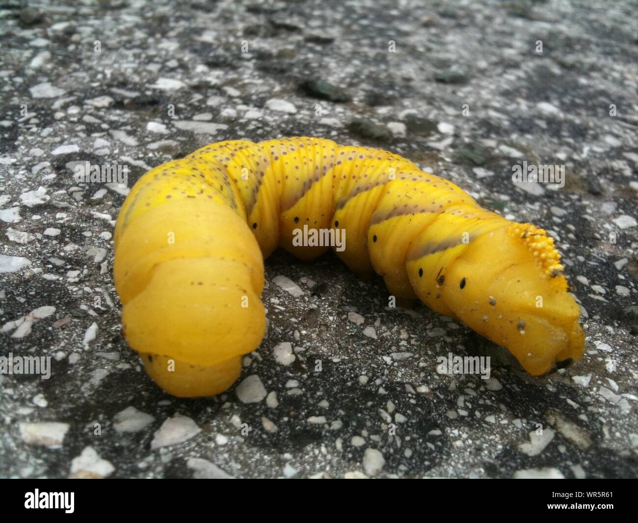 Chenille jaune Banque de photographies et d’images à haute résolution — free download