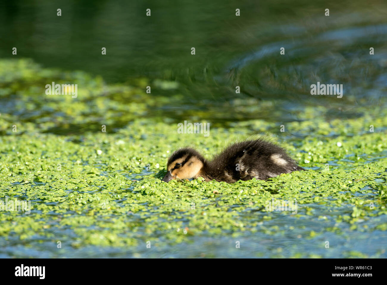 Petit Canard colvert, Anas plathyrhynchos (manger), France Banque D'Images