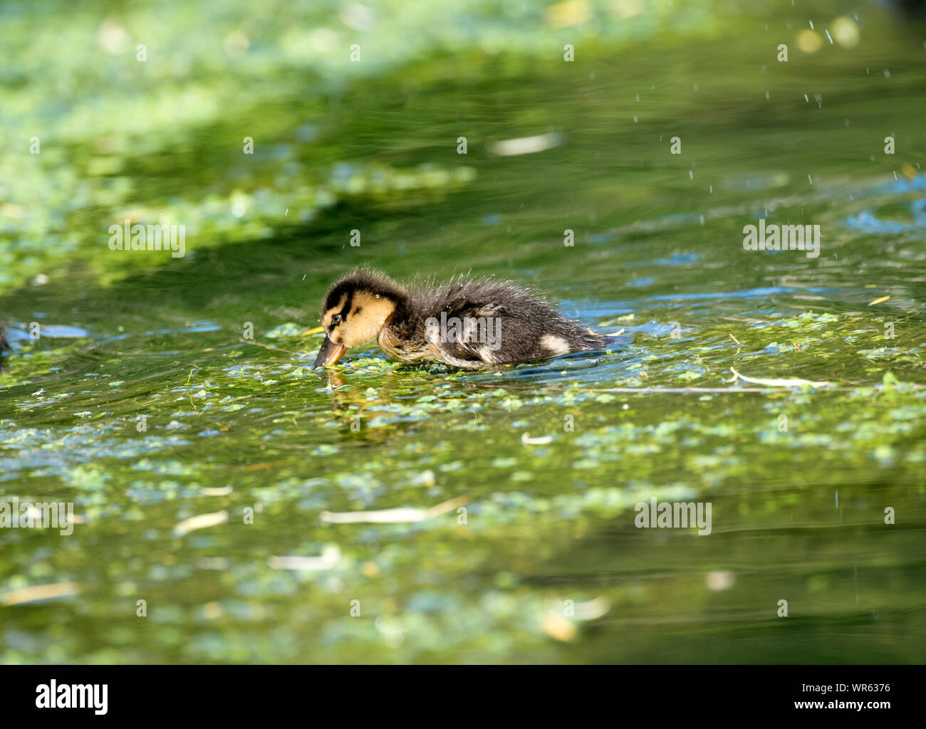 Petit Canard colvert, Anas plathyrhynchos (manger), France Banque D'Images